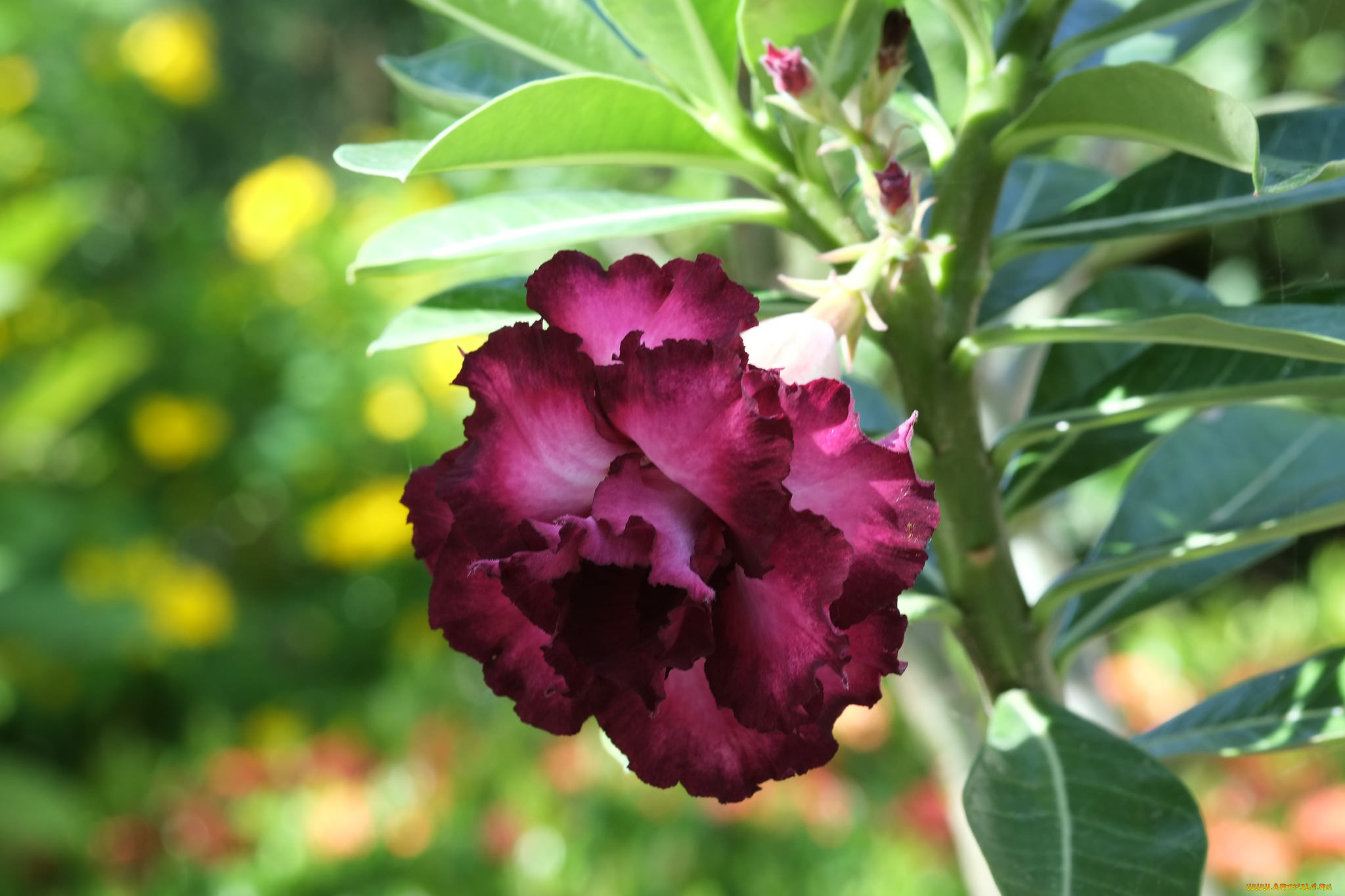 цветы, адениум, , мандевилла, цветение, пустынная, роза