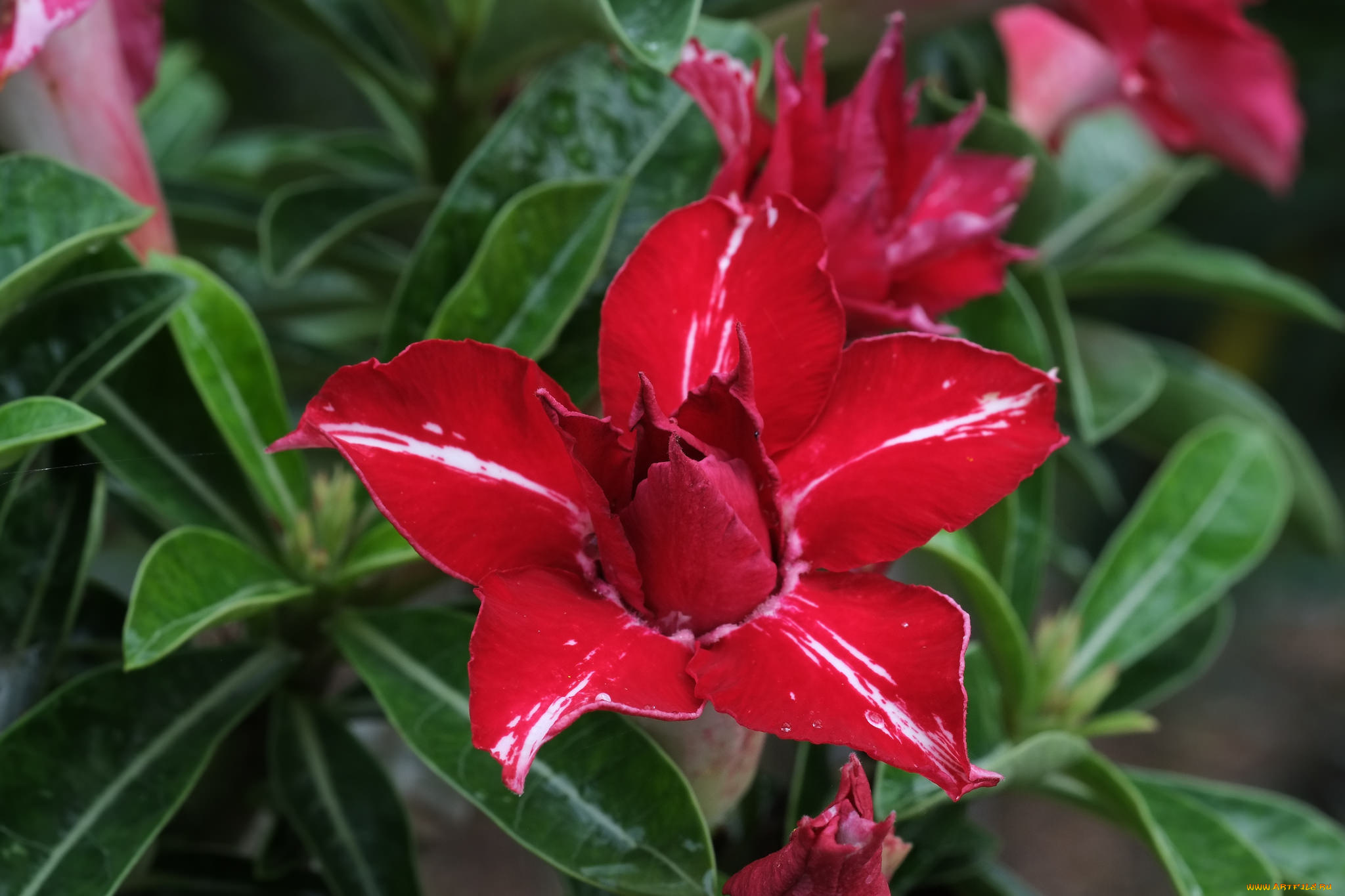 цветы, адениум, , мандевилла, пустынная, роза, цветение