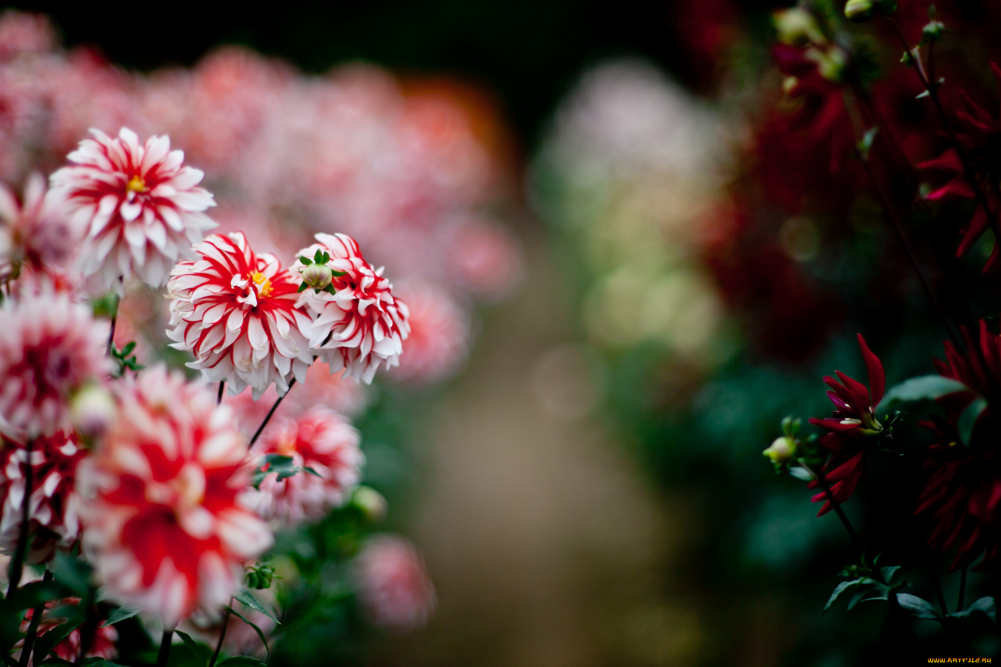 цветы, георгины, природа, лето