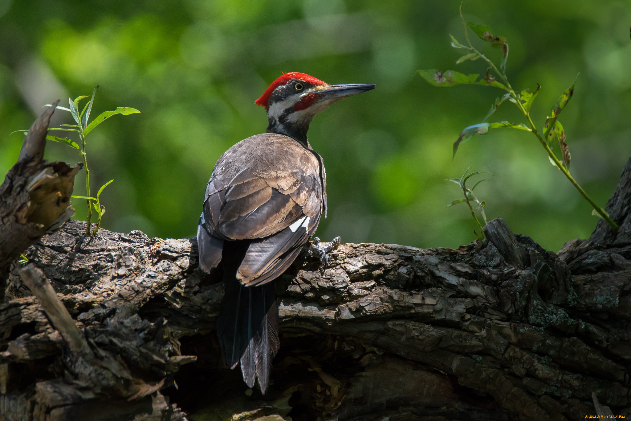 животные, дятлы, птичка