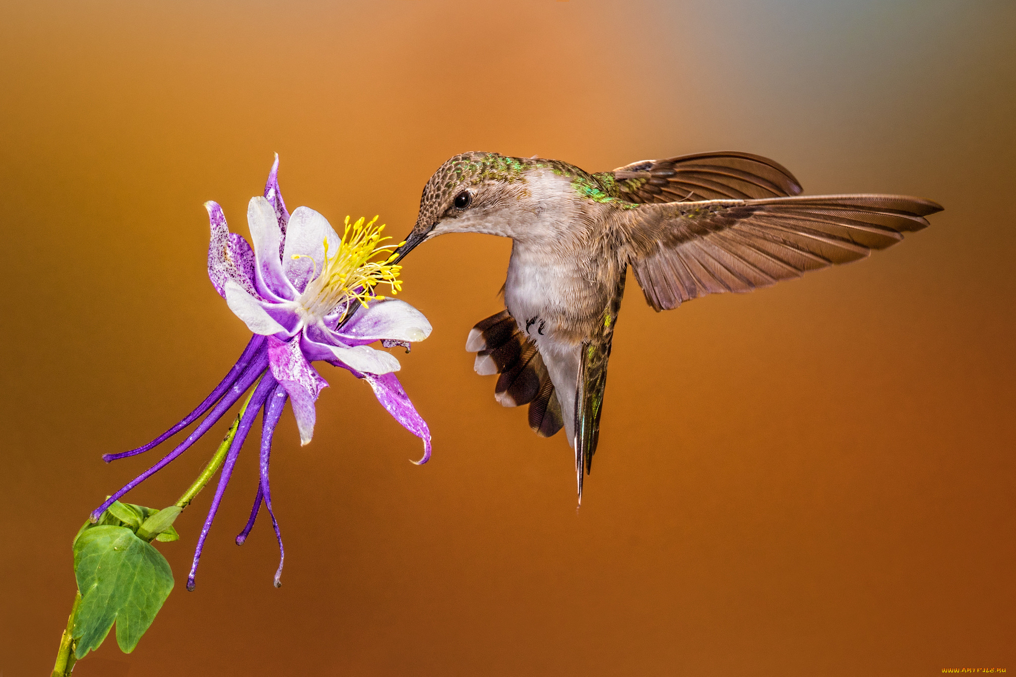 животные, колибри, птичка