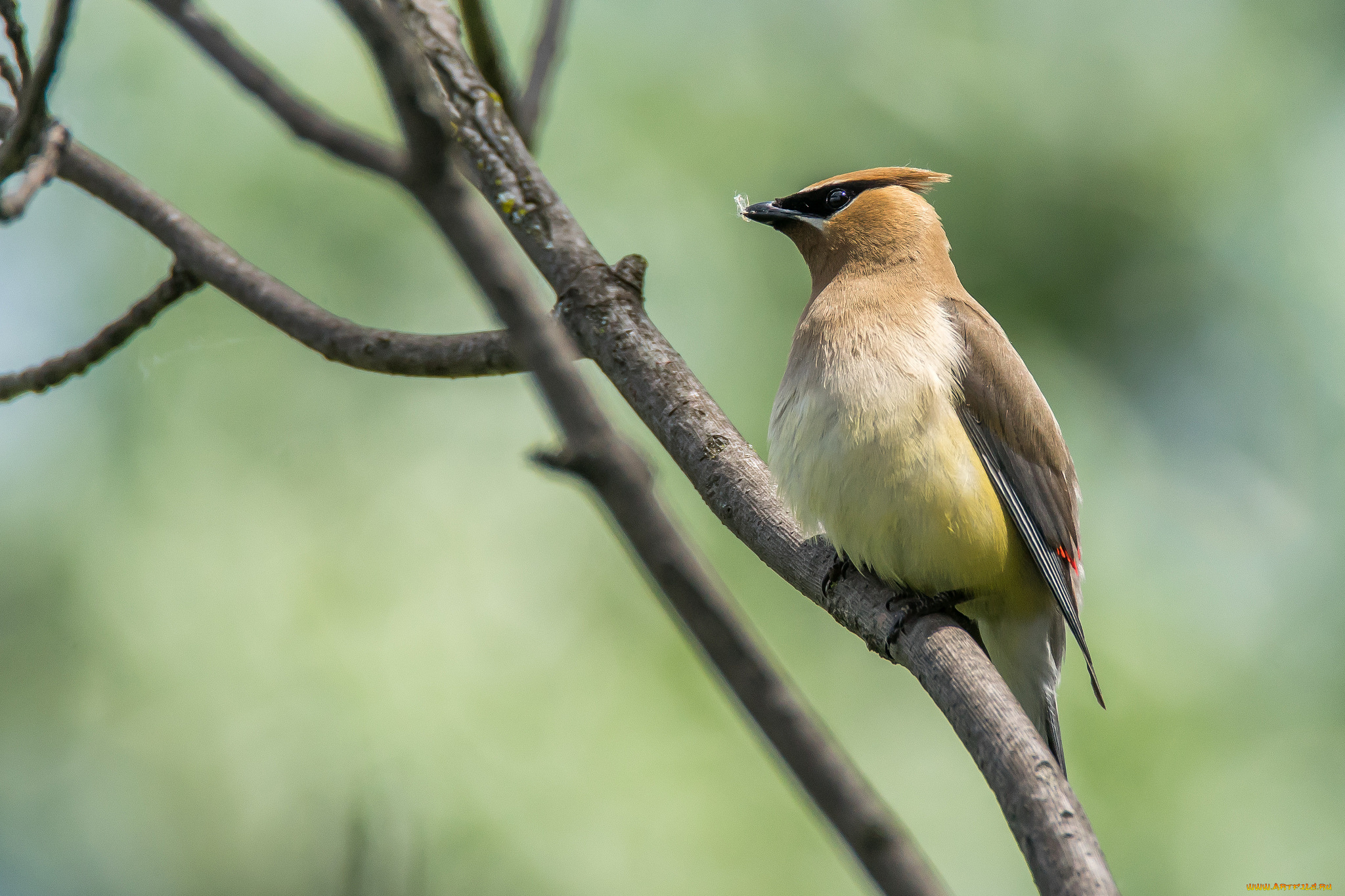 животные, птицы, птичка
