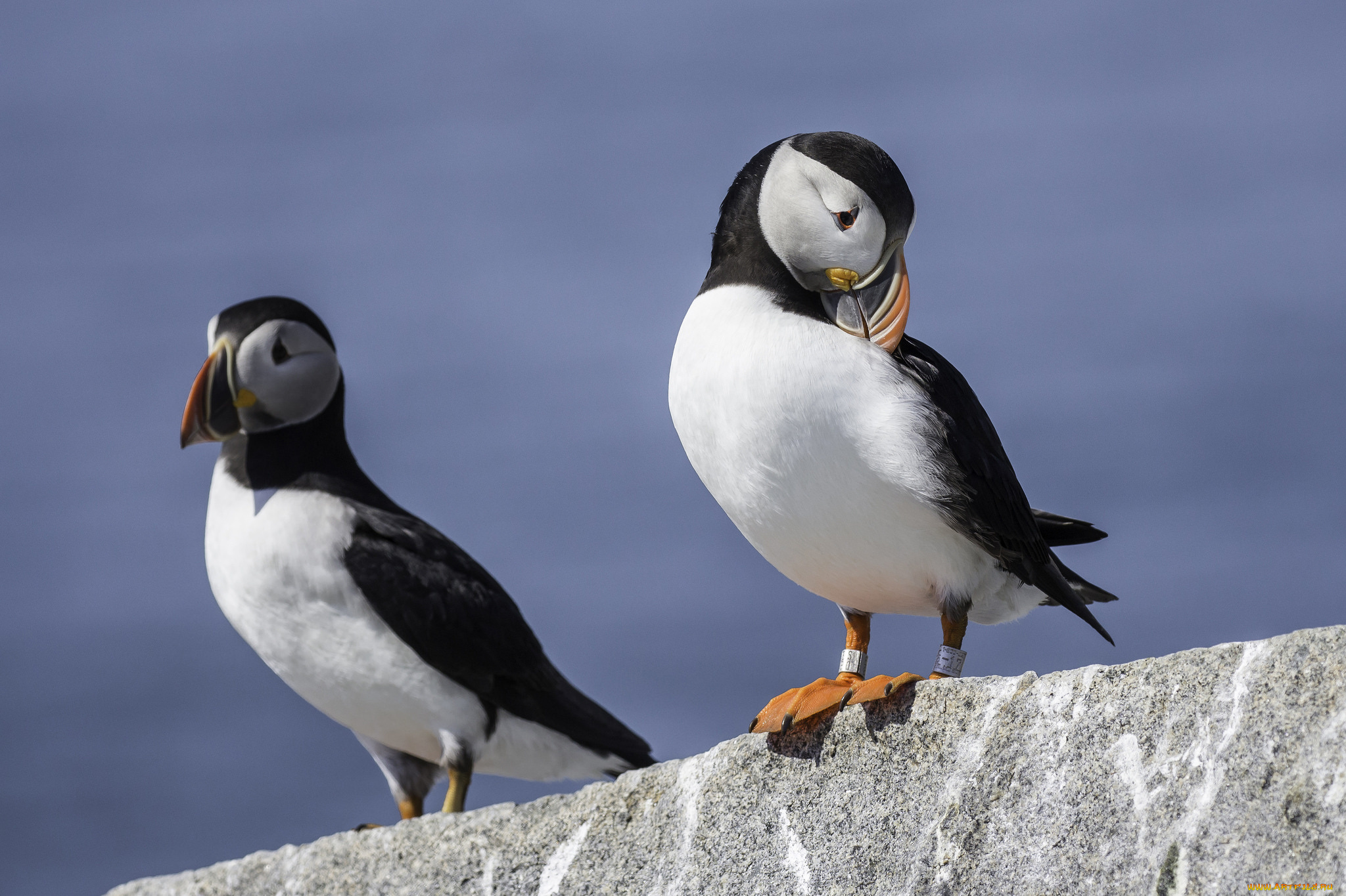 животные, тупики, тупик, перья, птица, окрас