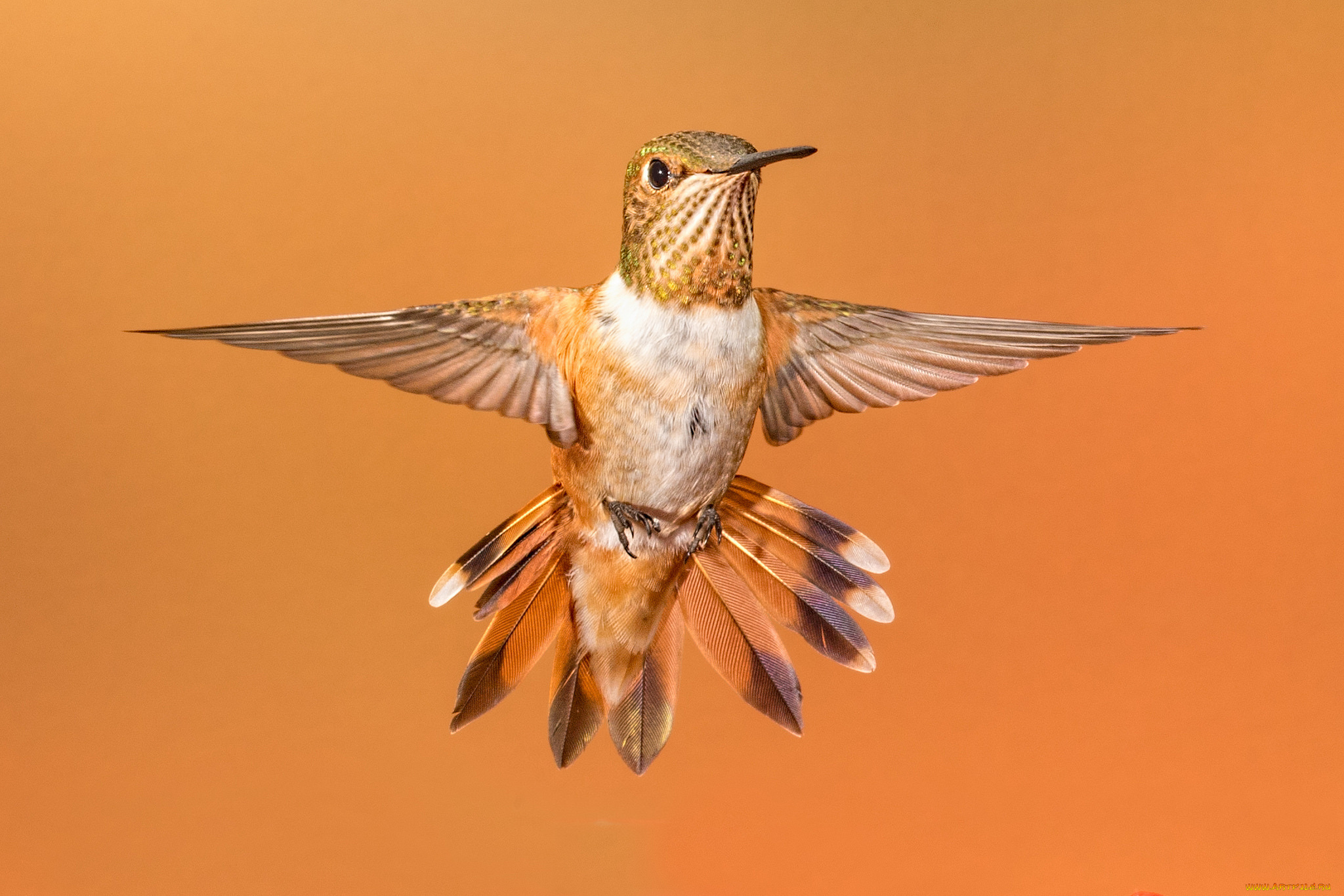 животные, колибри, птичка