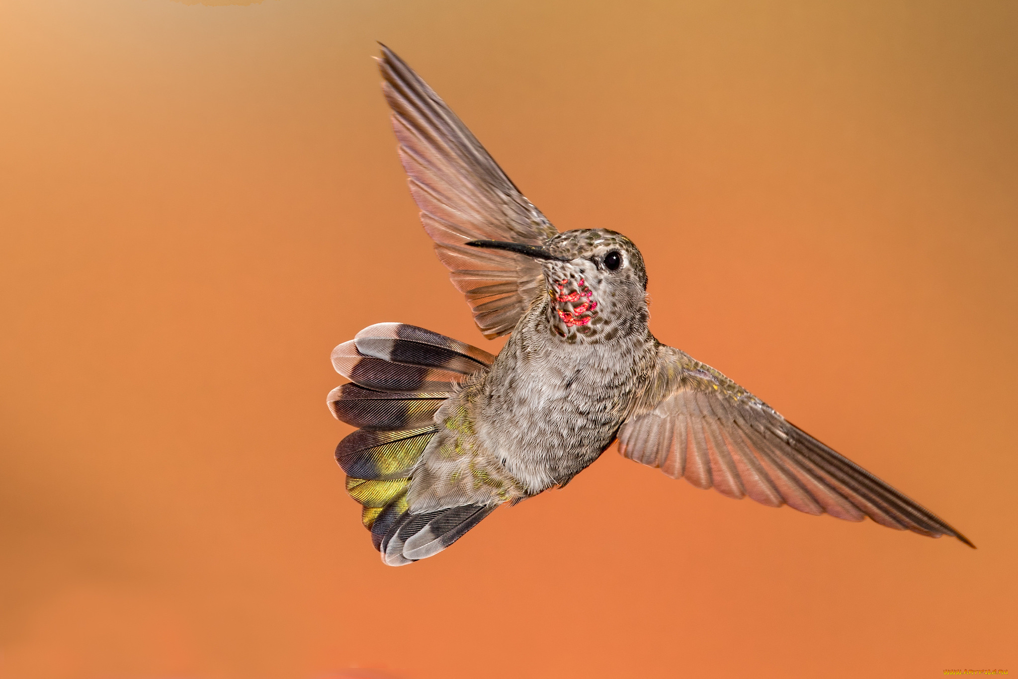 животные, колибри, птичка