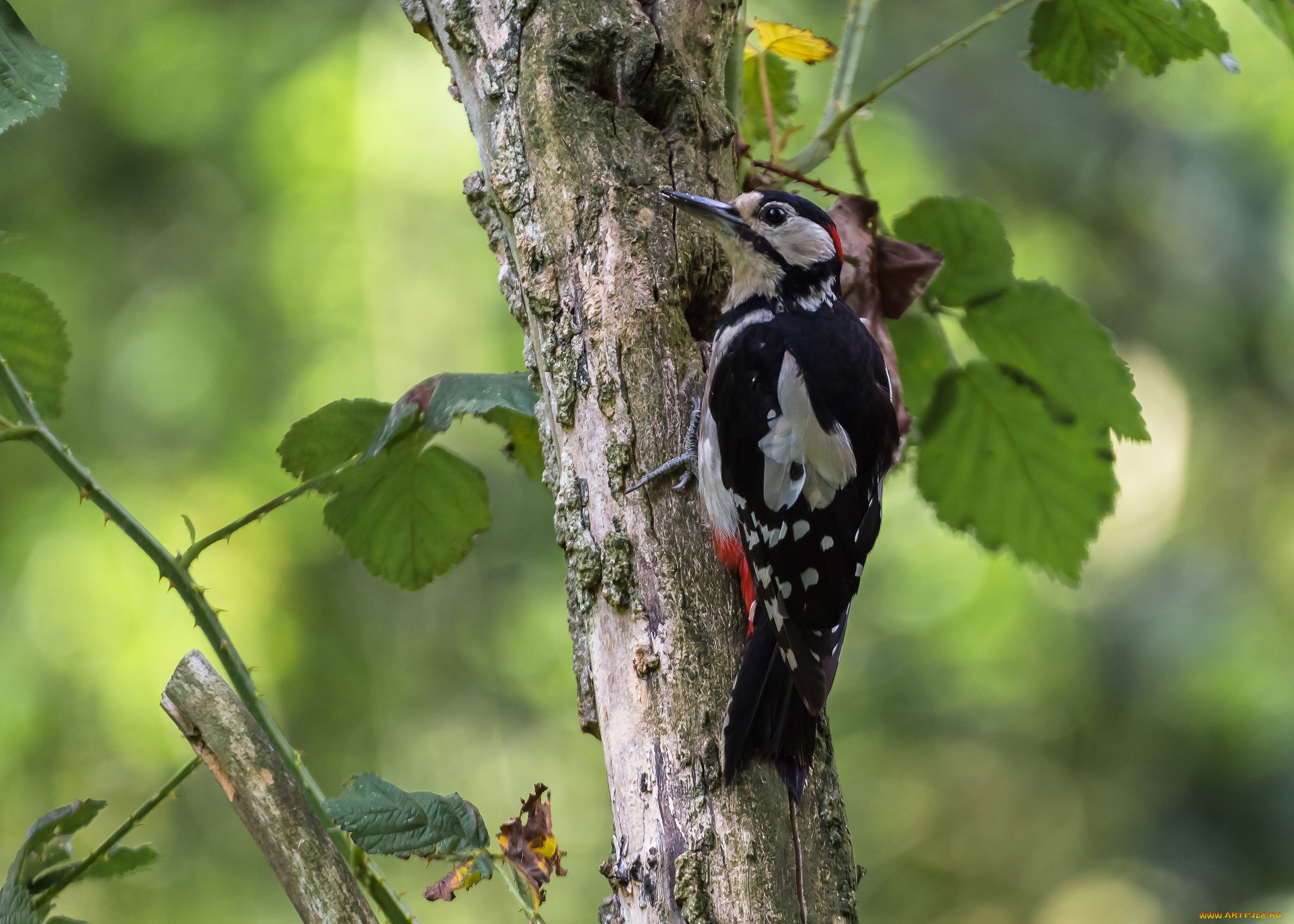 животные, дятлы, птичка