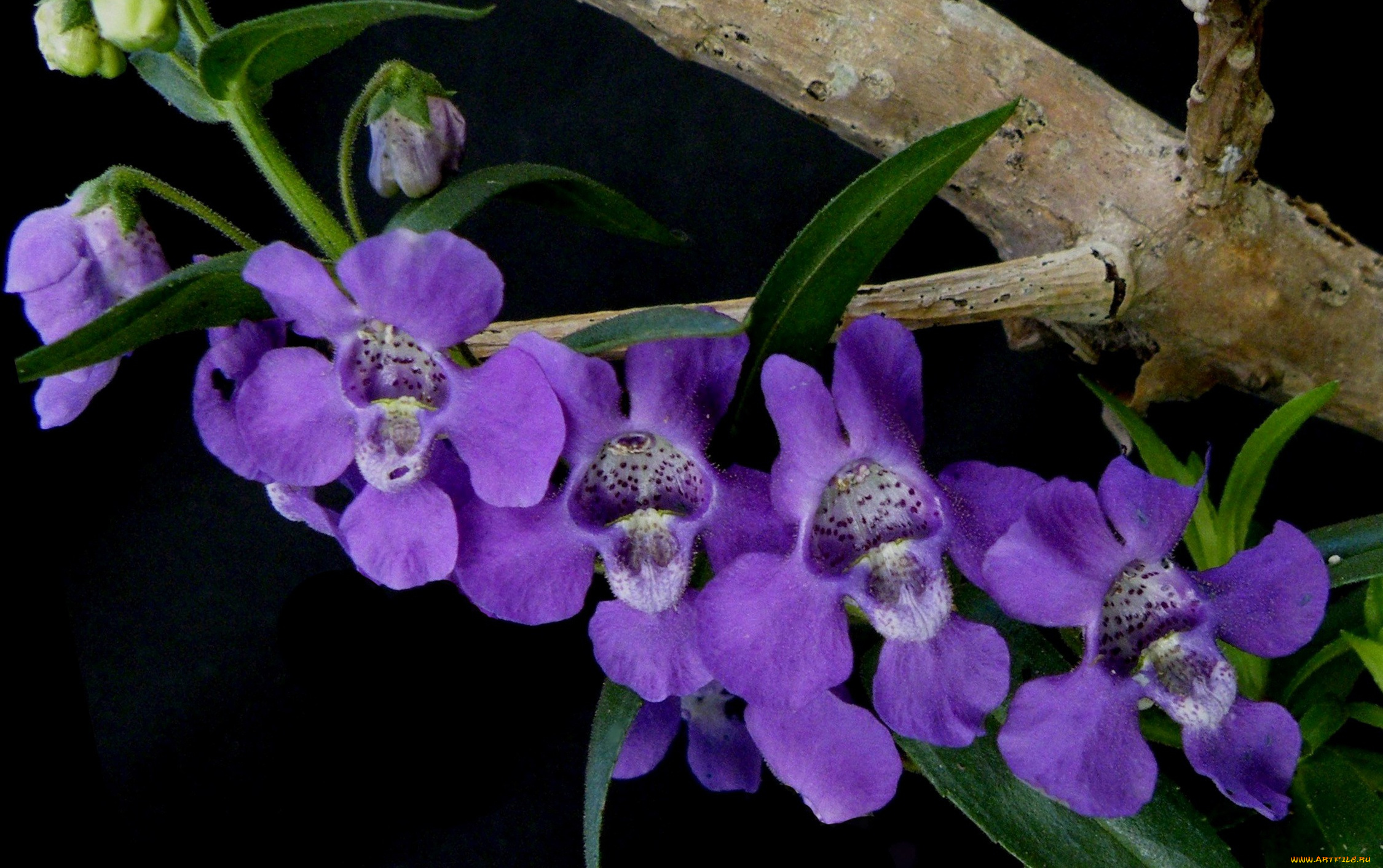 цветы, орхидеи, ангелония, узколистная, лепестки, растение