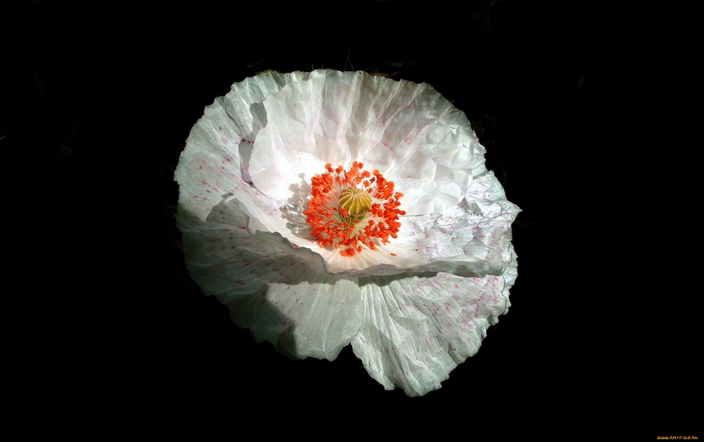 цветы, маки, макро