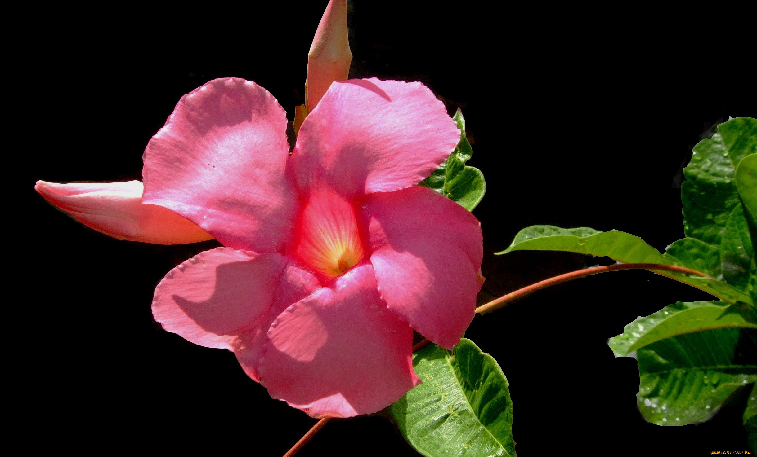 цветы, алламанда, лепестки, фон, макро, листья