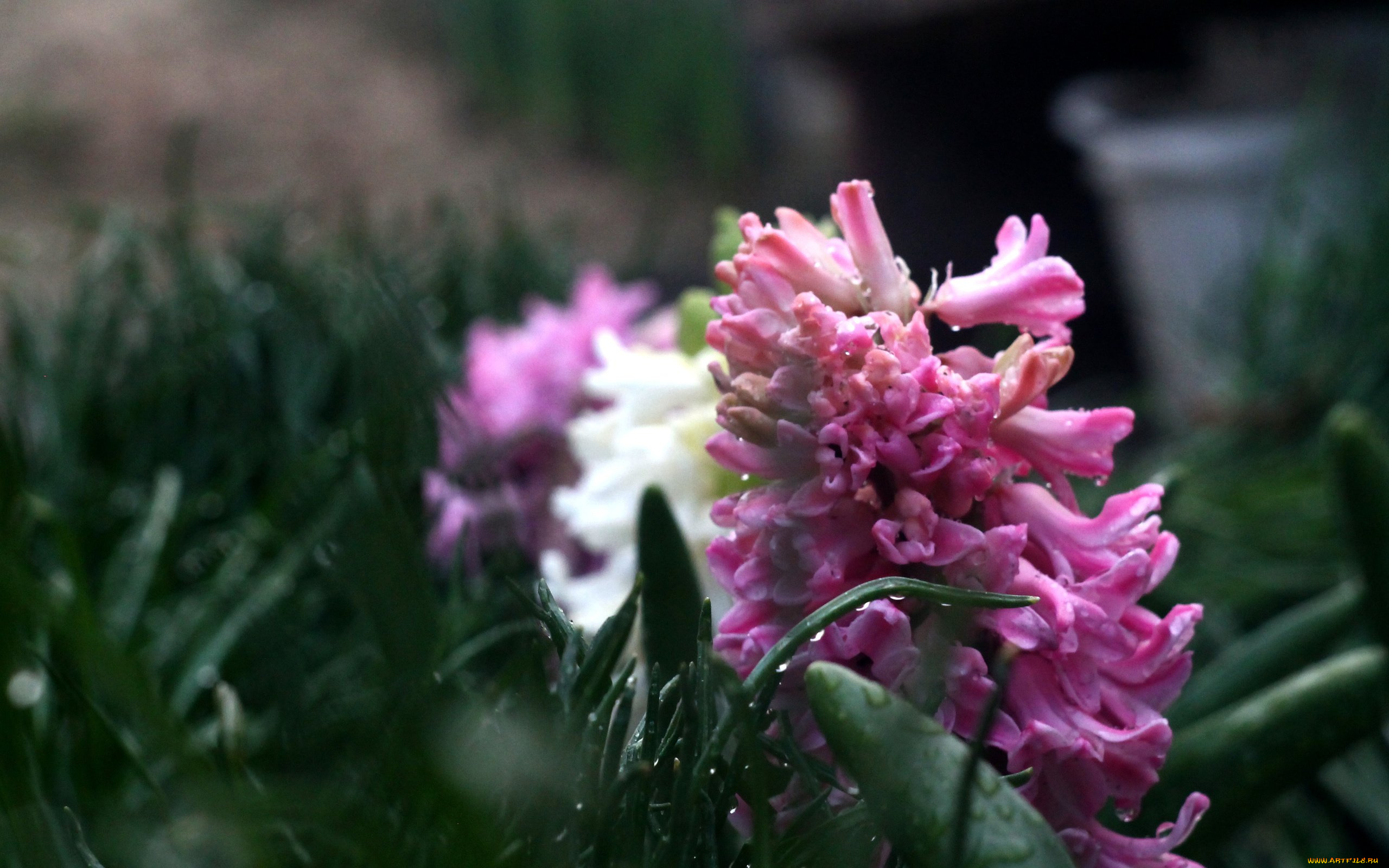 цветы, гиацинты, природа, боке, цветок, капли, макро, фон