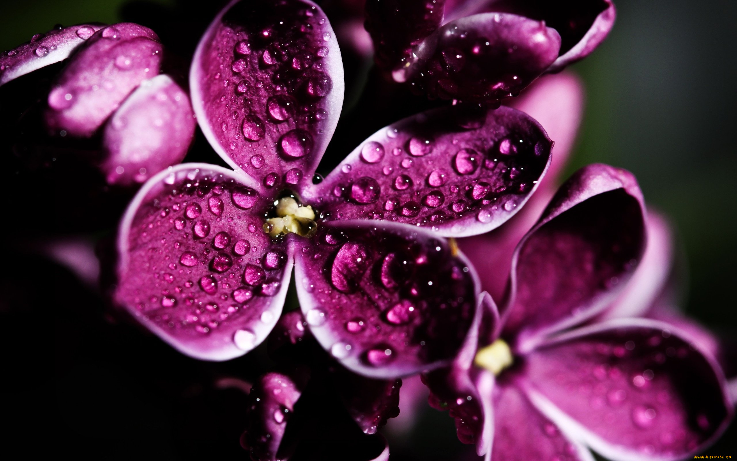 цветы, сирень, сиреневый, весна, капли, цветок, цветение, макро