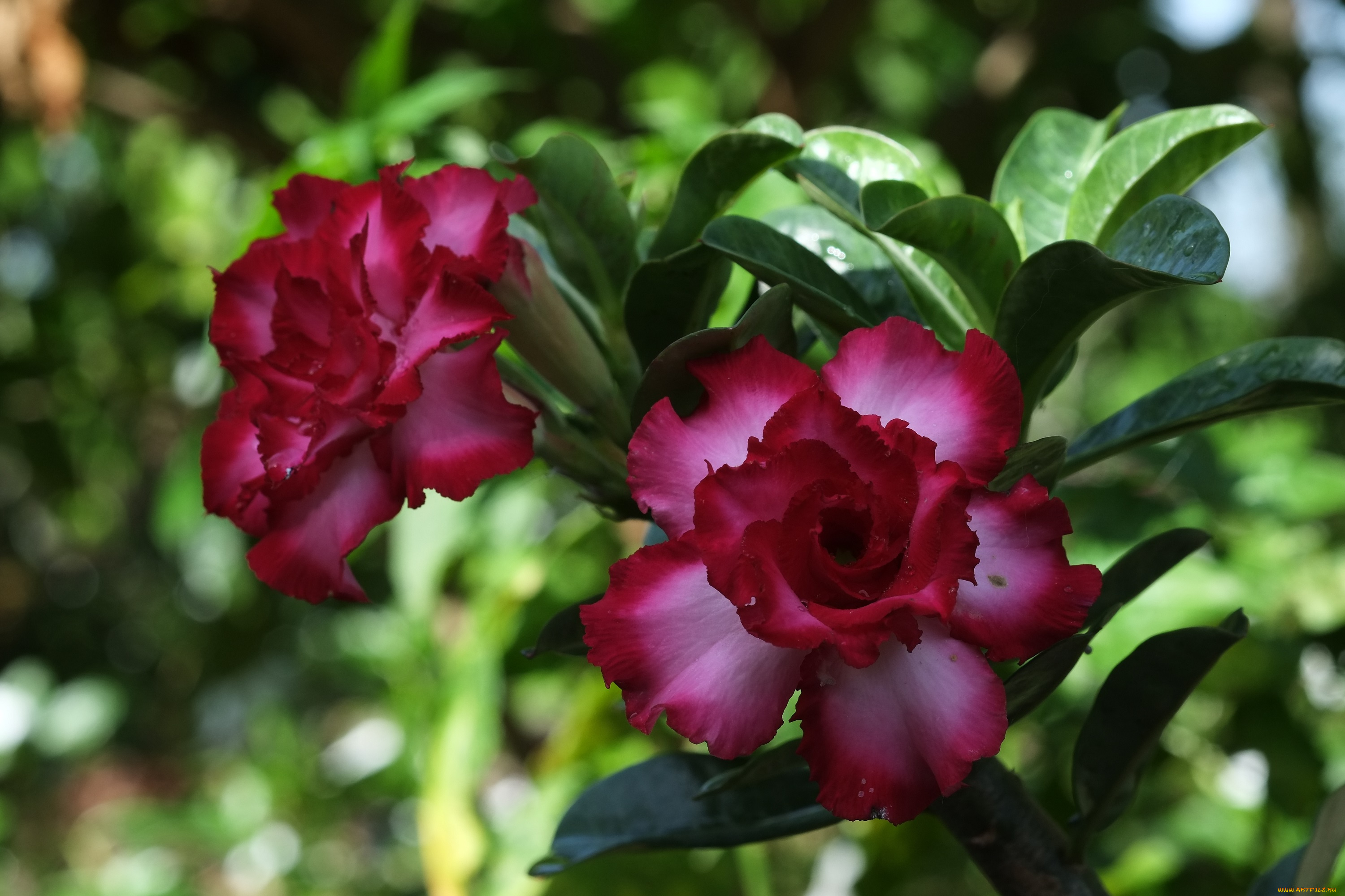 цветы, адениум, , мандевилла, цветение, пустынная, роза