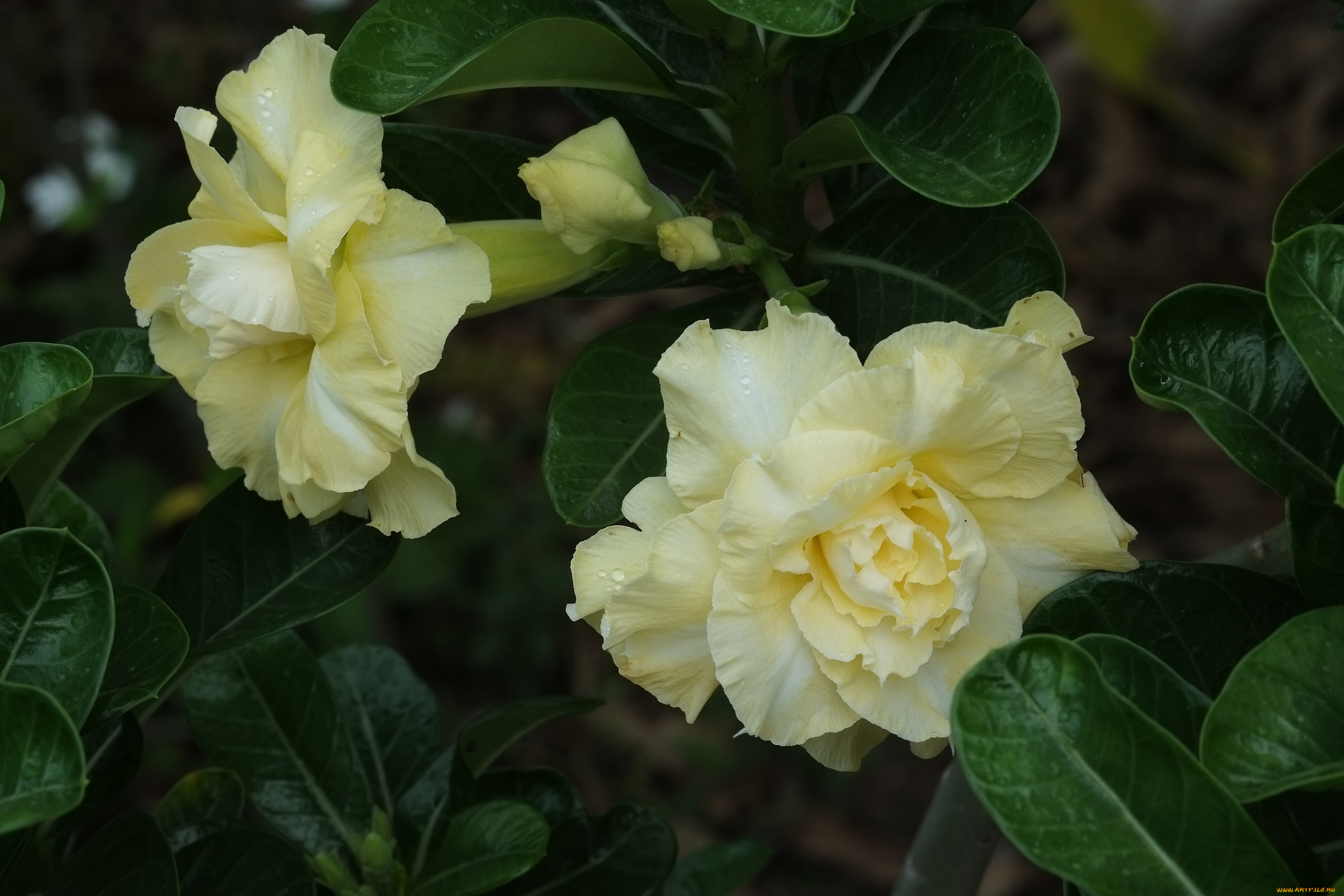 цветы, адениум, , мандевилла, цветение, пустынная, роза