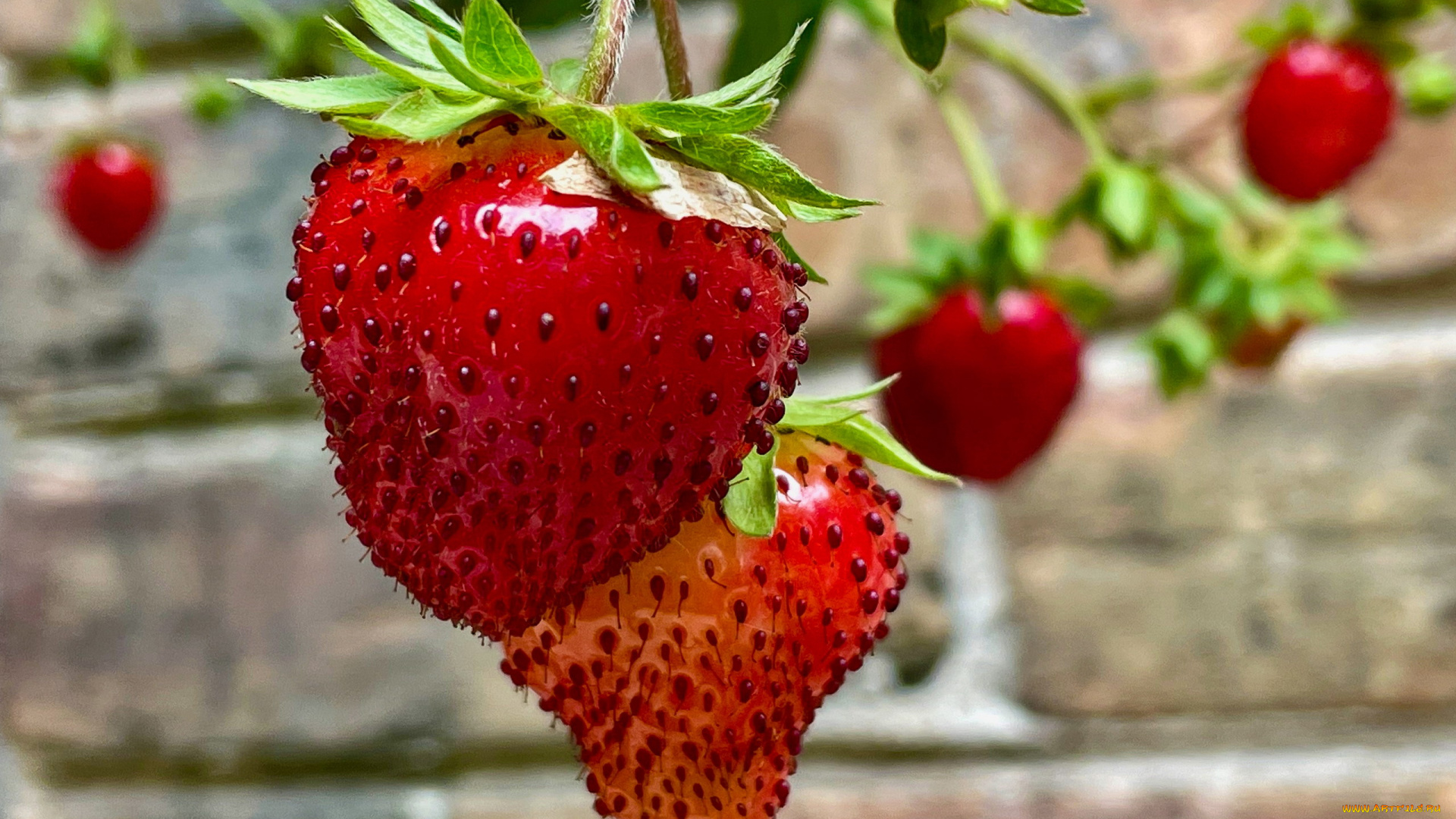 природа, ягоды, клубника