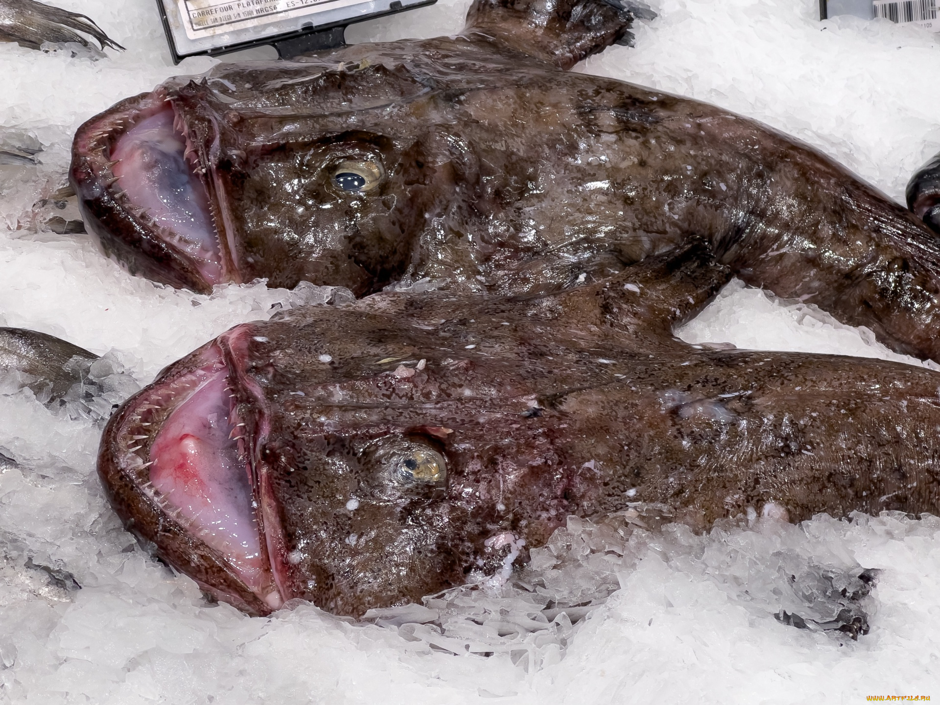 еда, рыба, , морепродукты, , суши, , роллы, свежая, лед