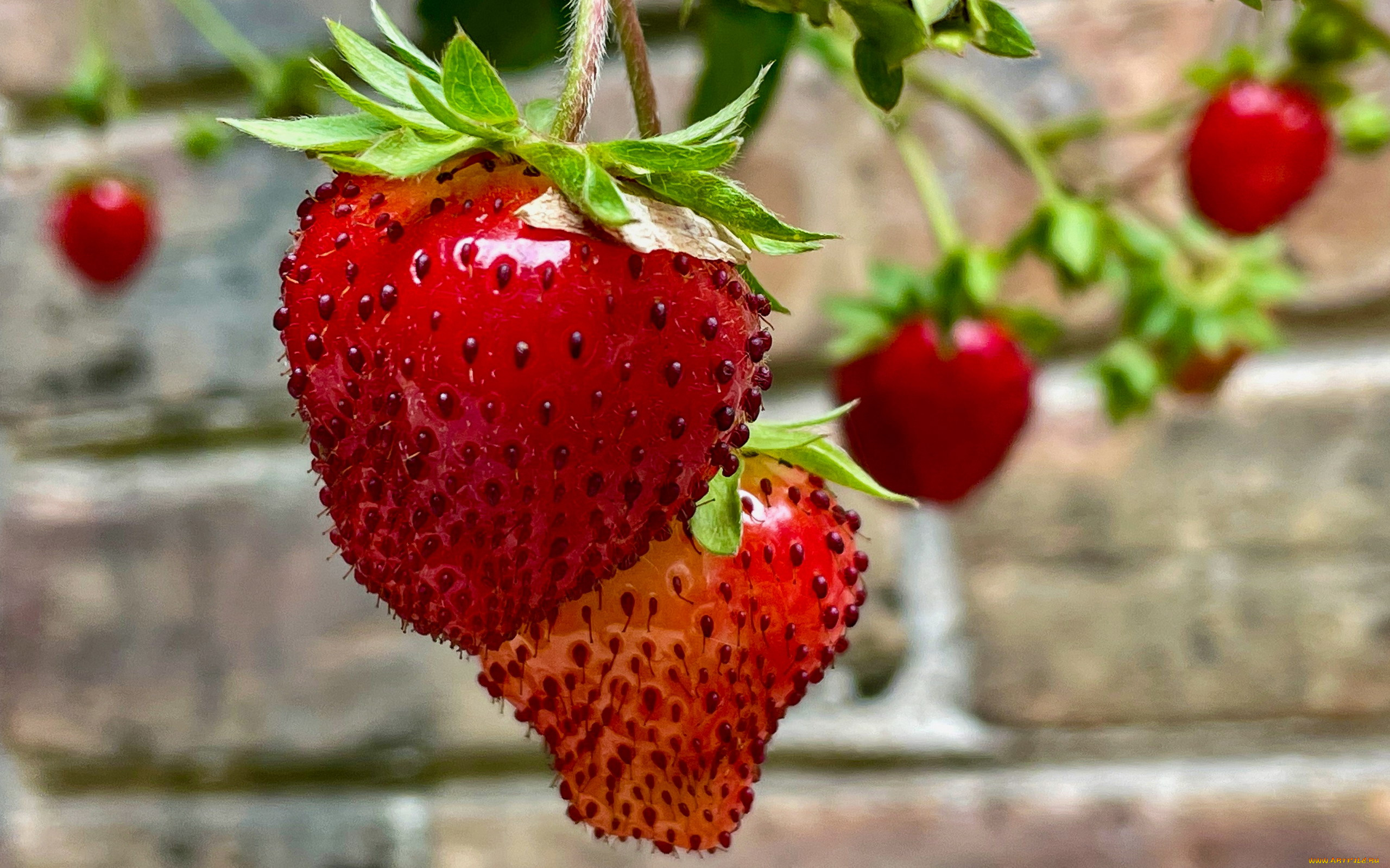 природа, ягоды, клубника