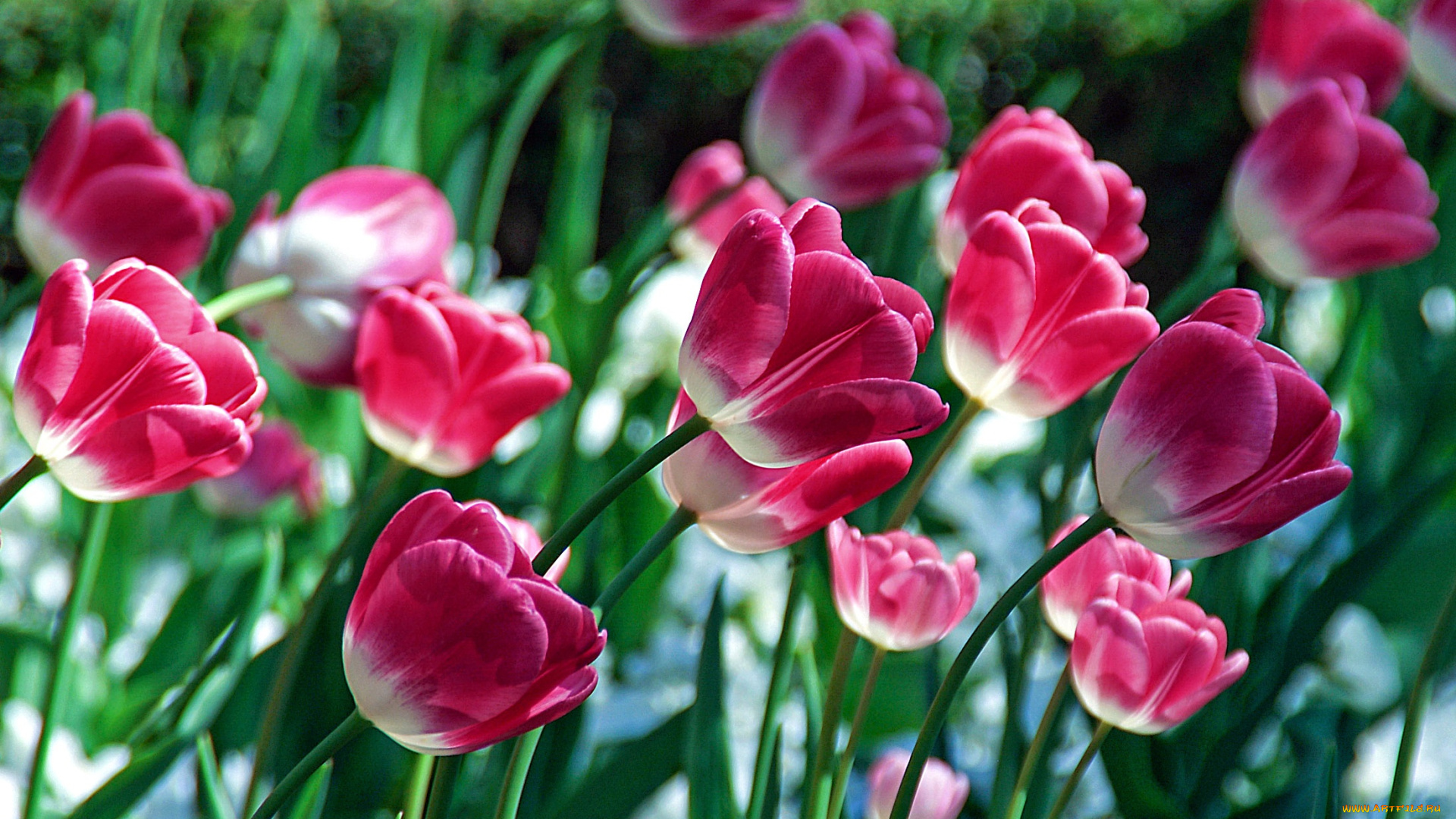 цветы, тюльпаны, ветки