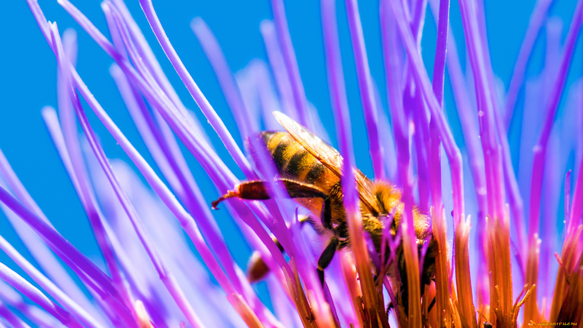 животные, пчелы, , осы, , шмели, пчела