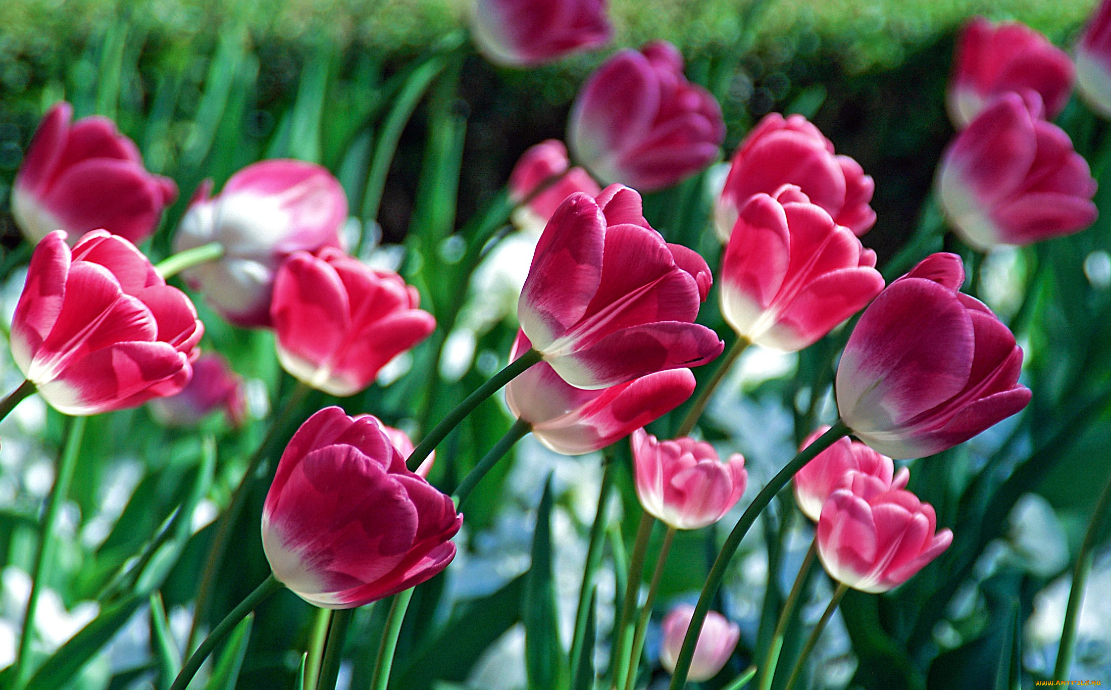 цветы, тюльпаны, ветки