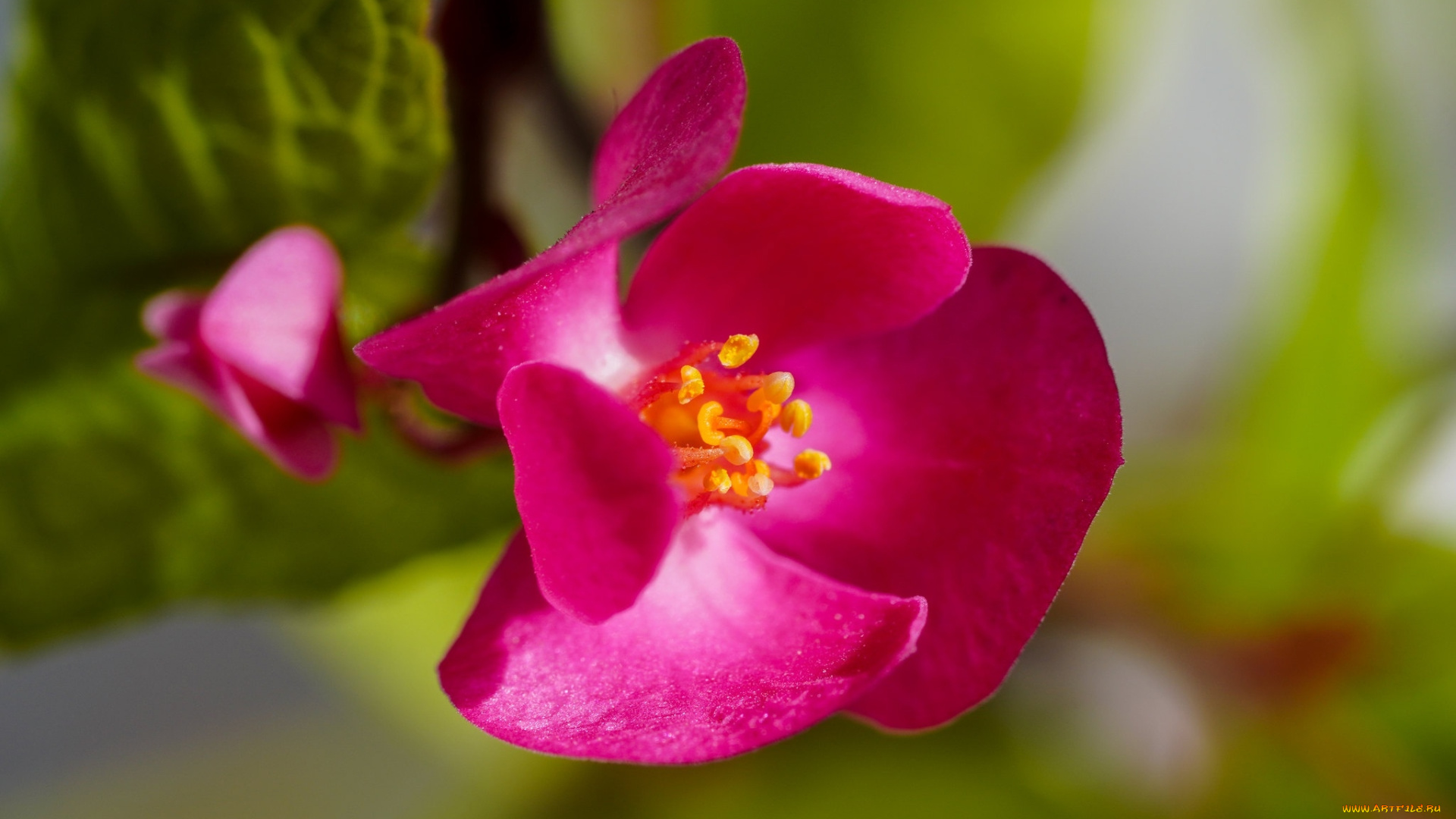 antigonon, polygonaceae, цветы