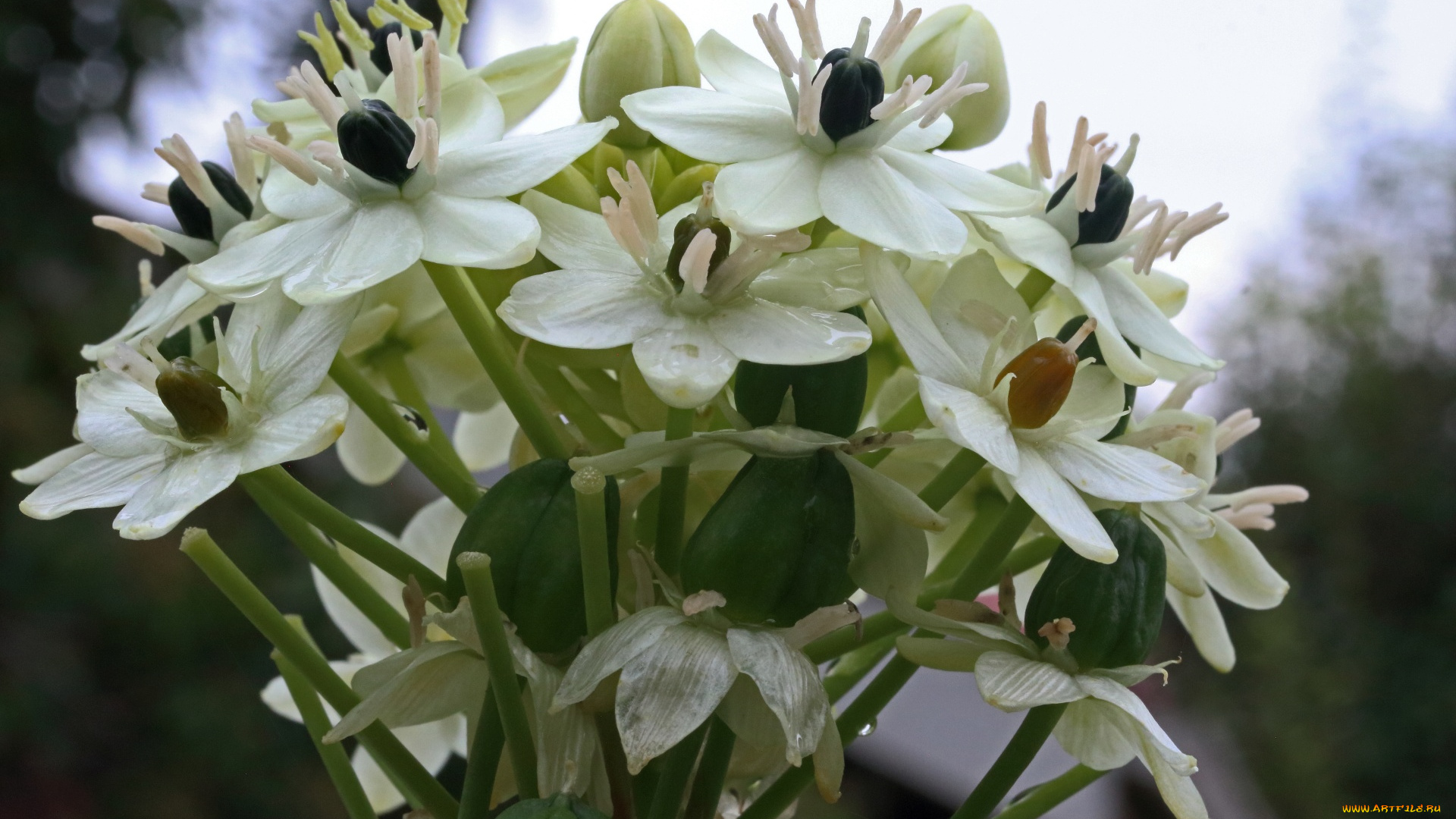 chincherinchee, птицемлечник, цветы