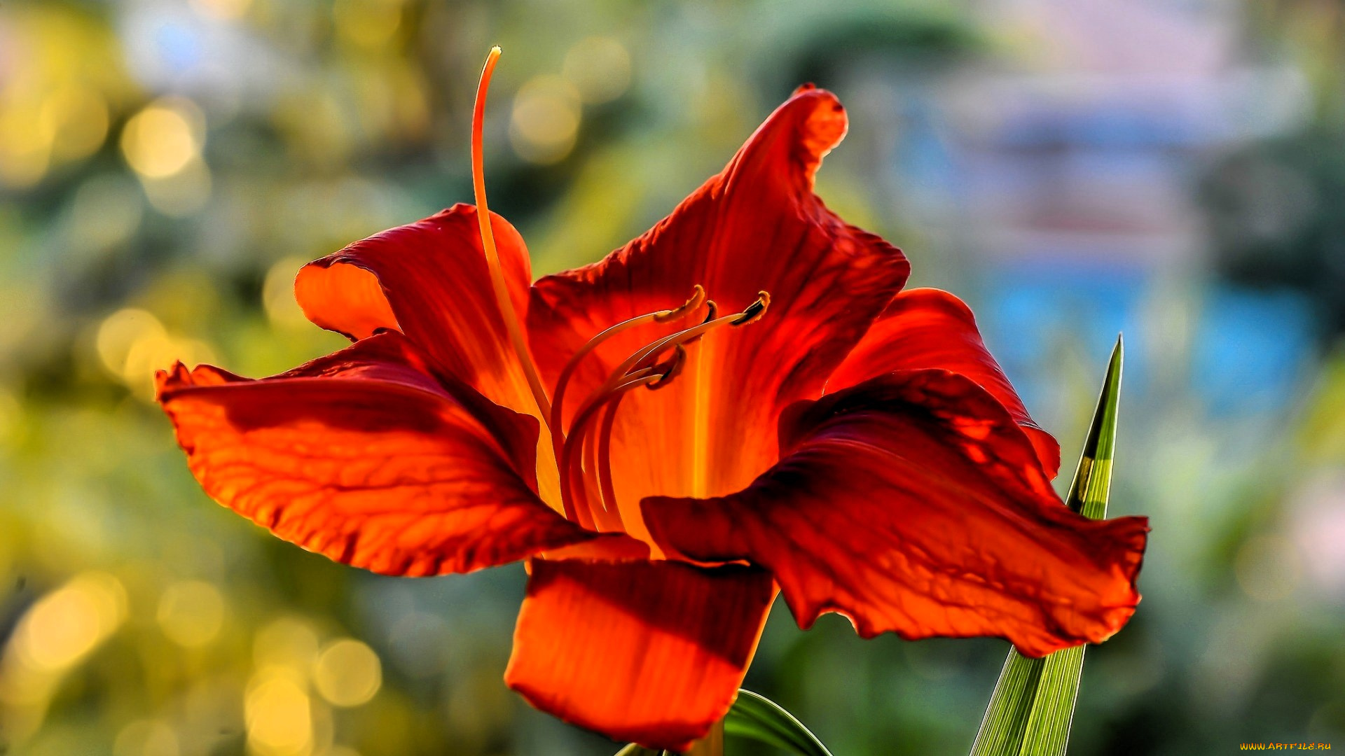 цветы, лилии, , лилейники, лилия, оранжевая