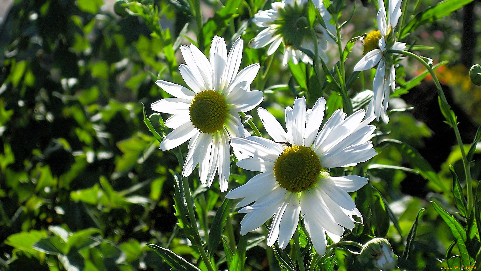 цветы, ромашки, листья