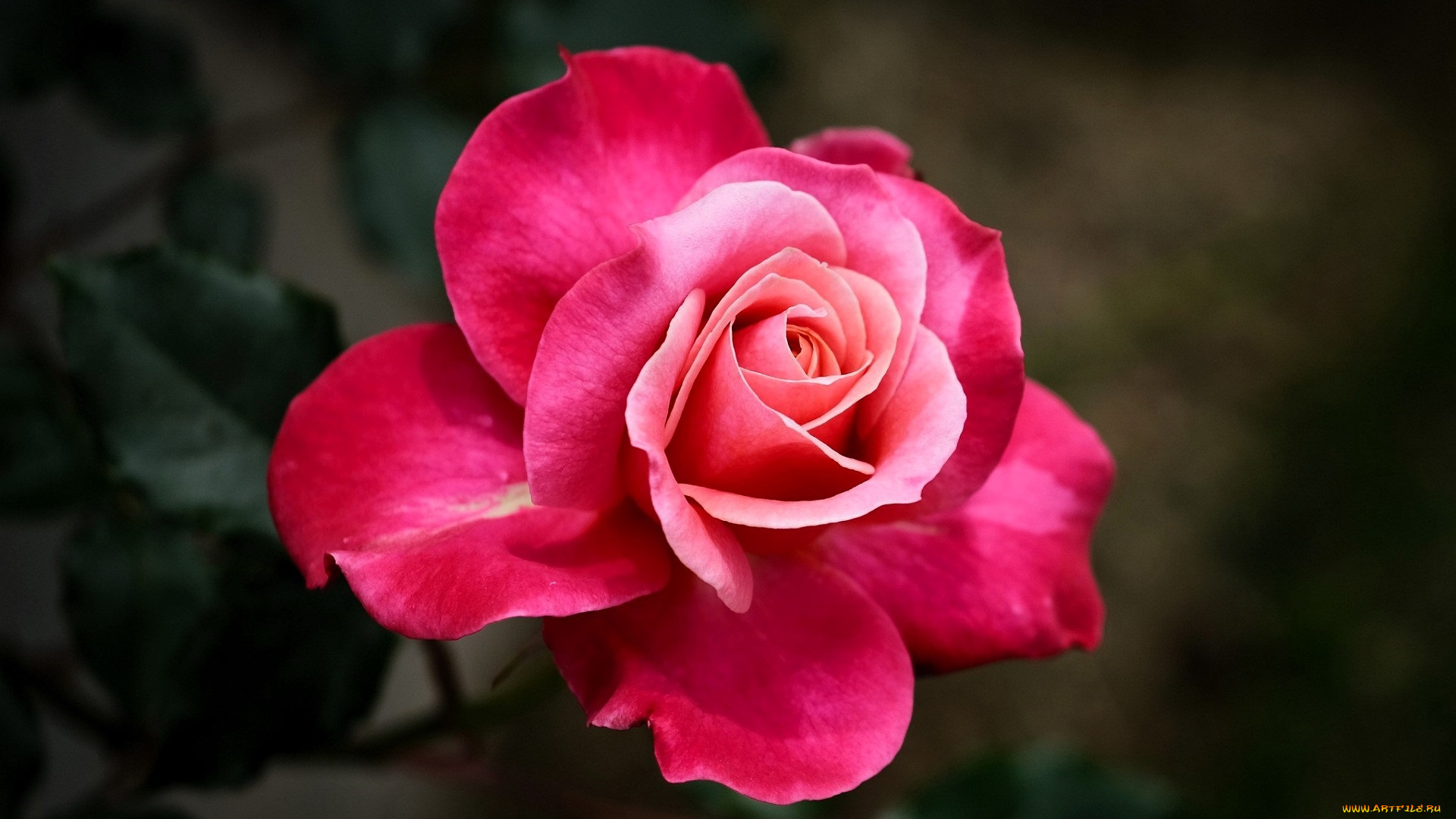 цветы, розы, роза, розовая