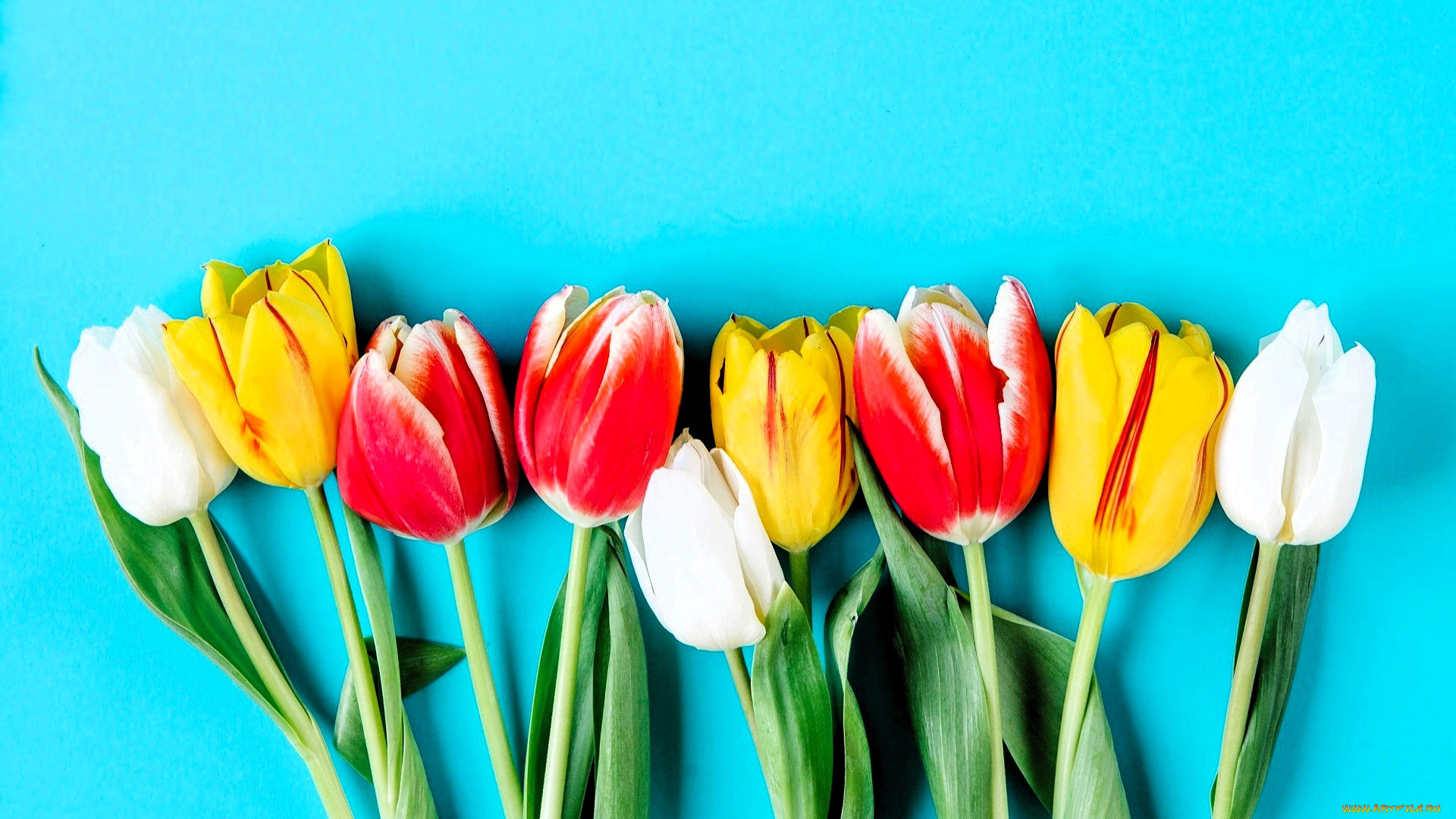 цветы, тюльпаны, голубой, фон