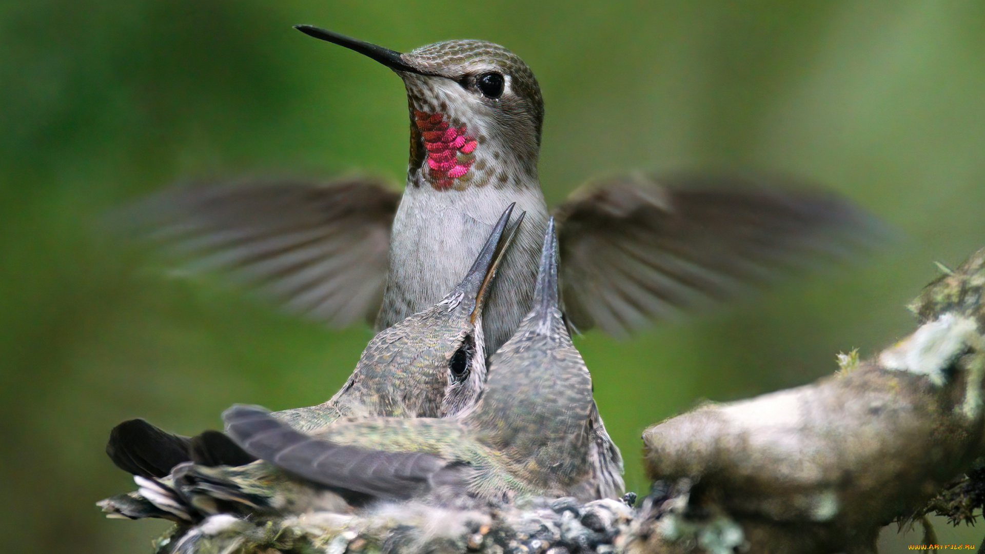 hummingbird, колибри, животные