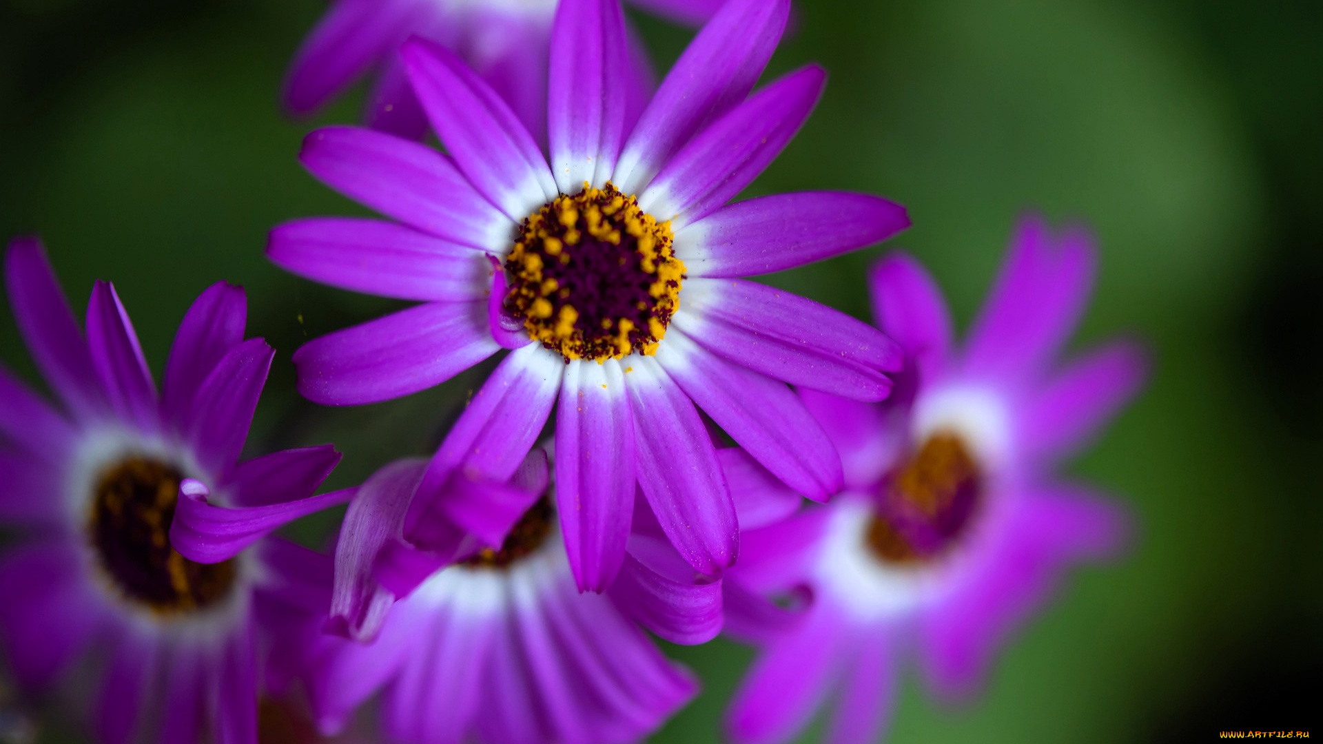 остеоспермум, цветы, остеоспермумы, фиолетовые