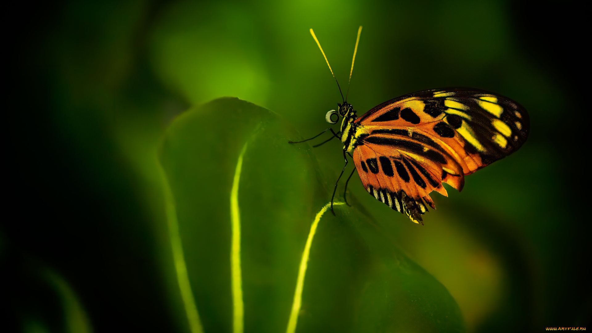животные, бабочки, , мотыльки, , моли, бабочка