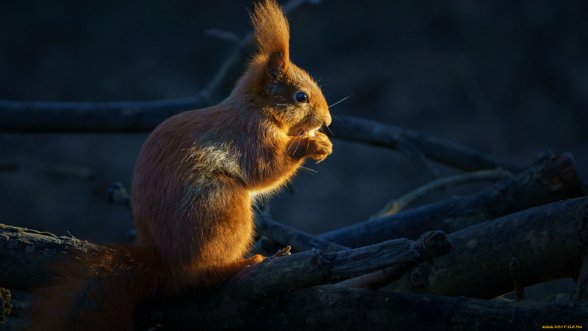 животные, белки, белка