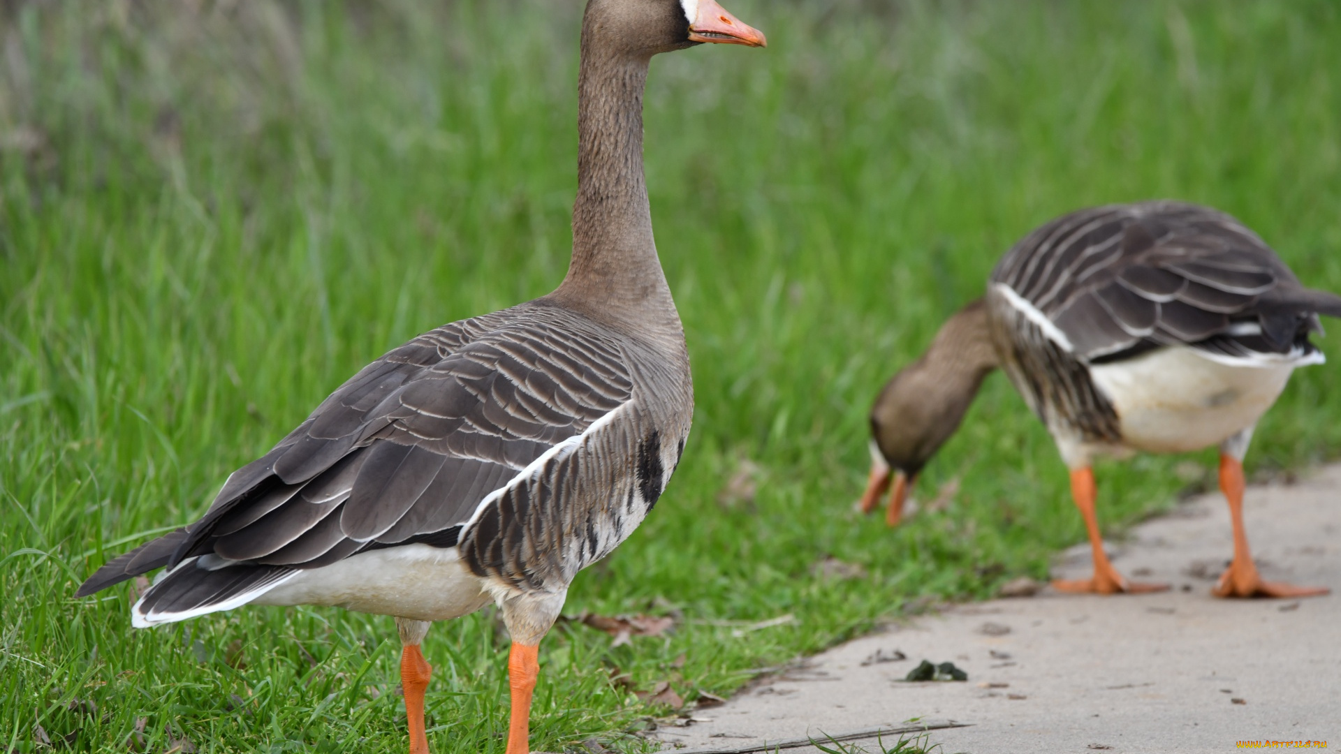 животные, гуси, пара