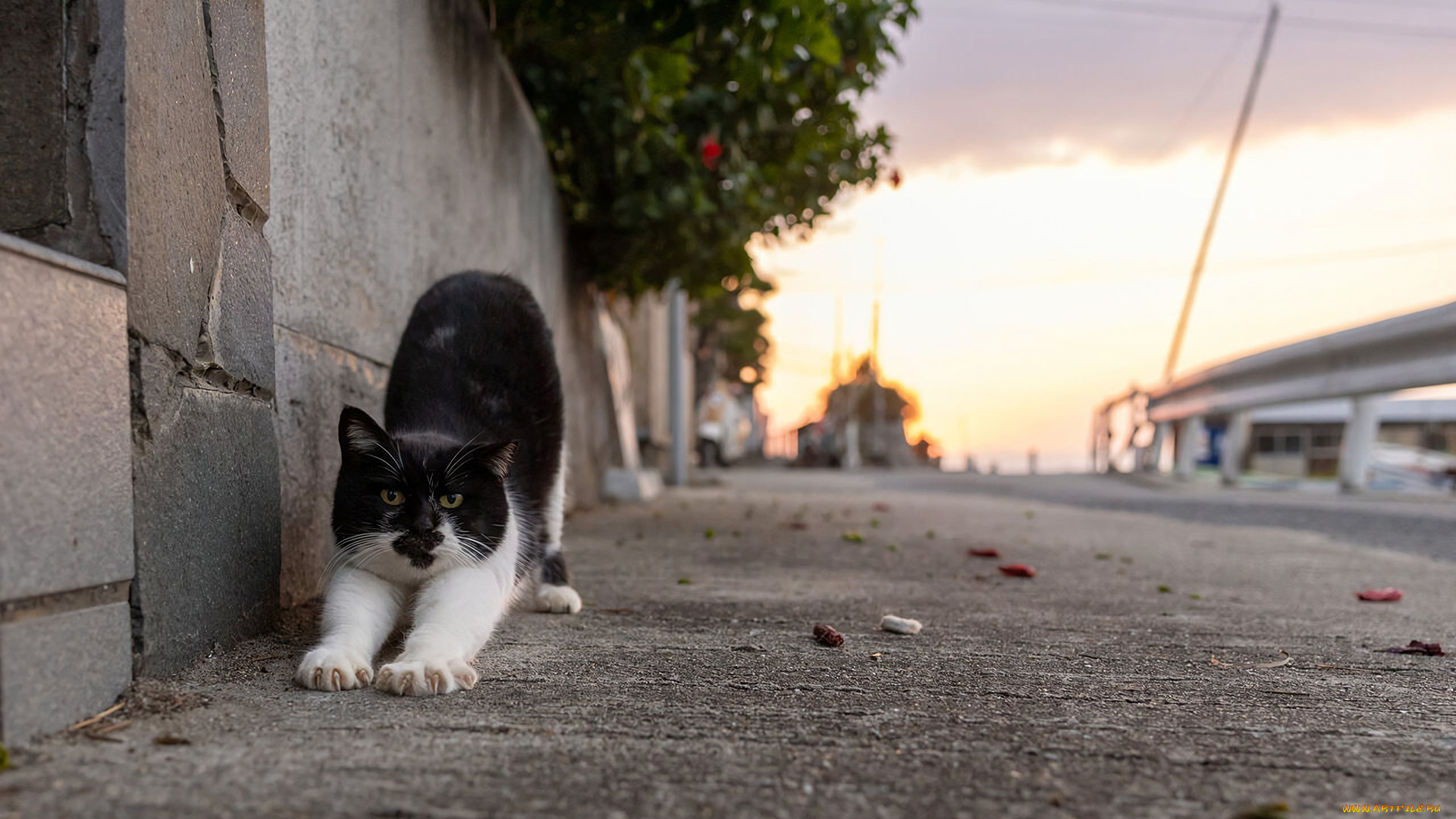 животные, коты, кот, кошак, котяра