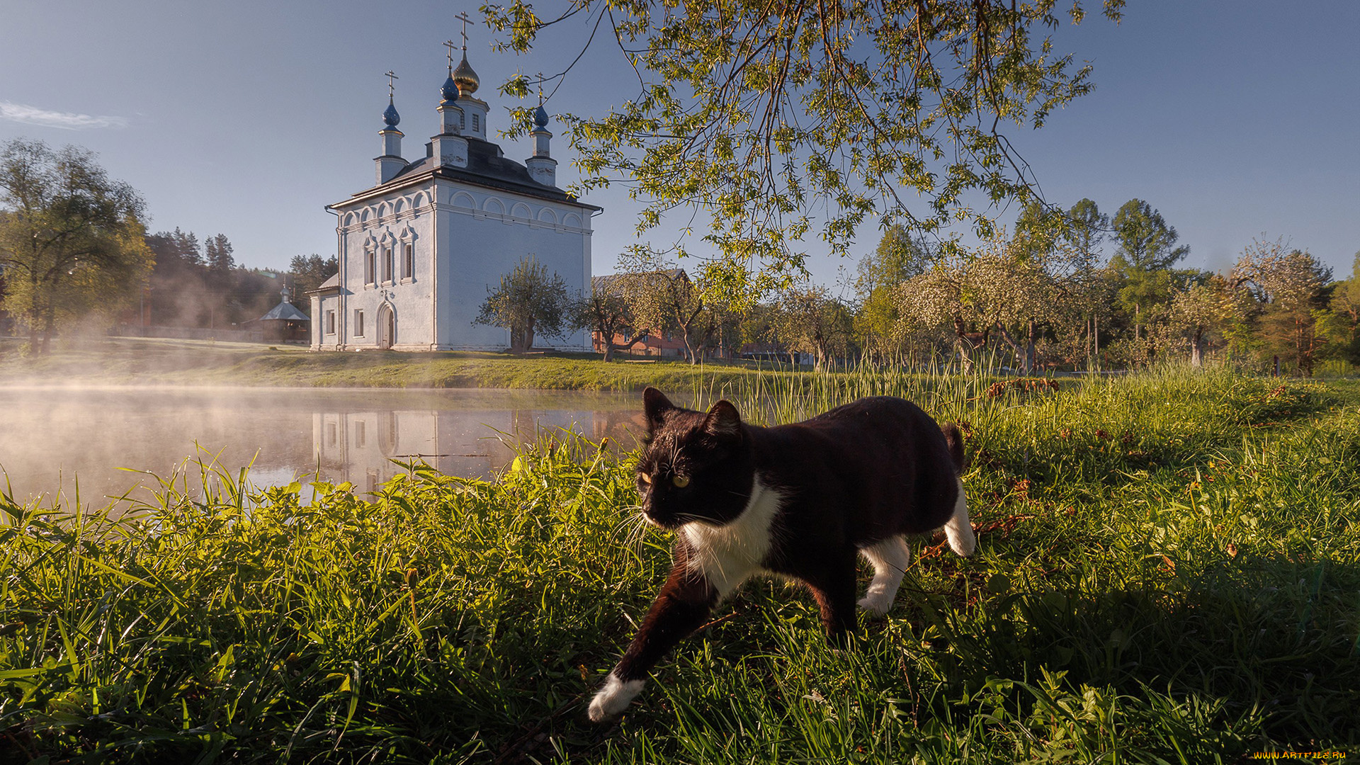 животные, коты, кот, кошак, котяра
