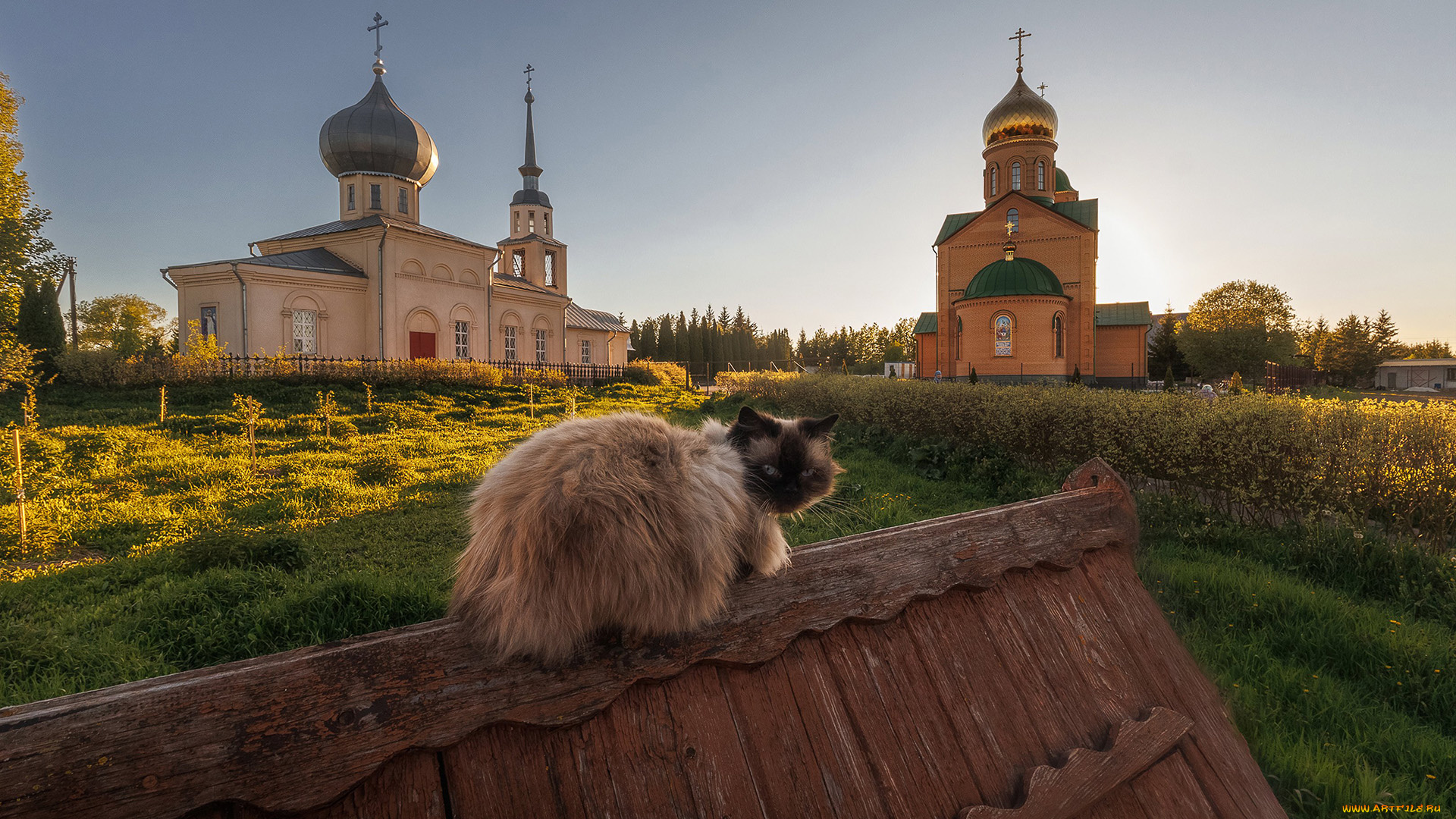 животные, коты, кот, кошак, котяра