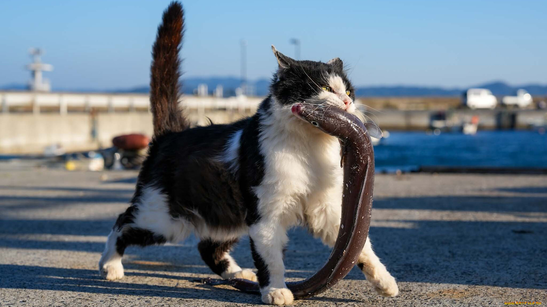 животные, коты, кот, несет, рыбу