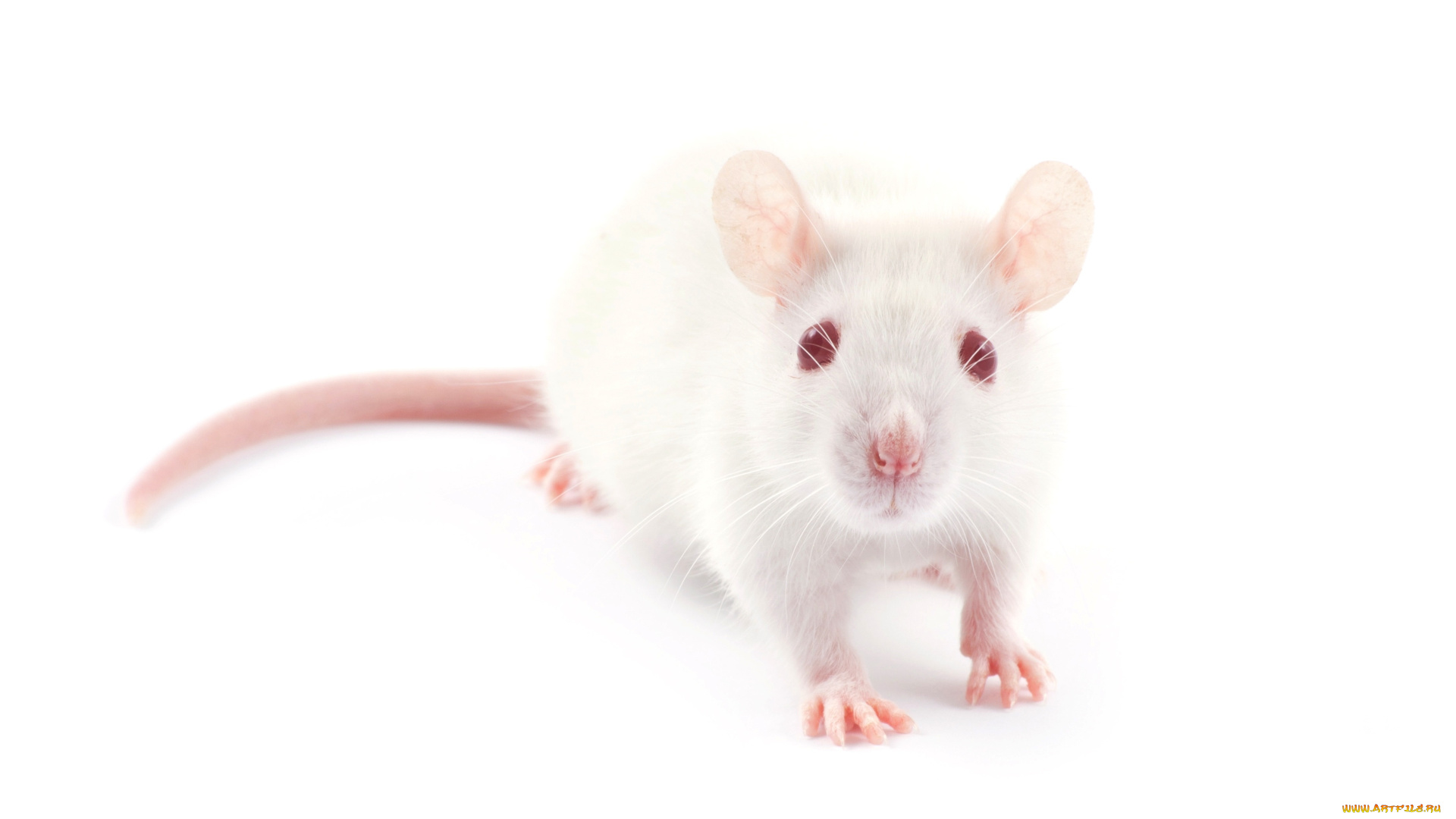 животные, крысы, , мыши, крыса