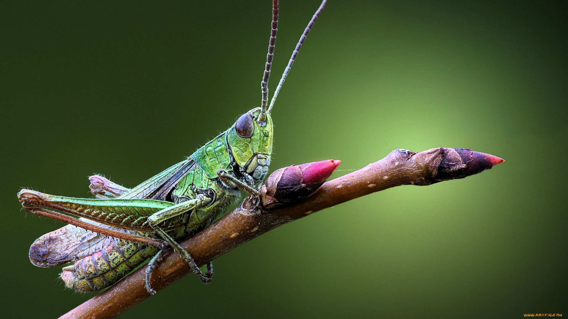 животные, кузнечики, , саранча, кузнечик, ветка, почки