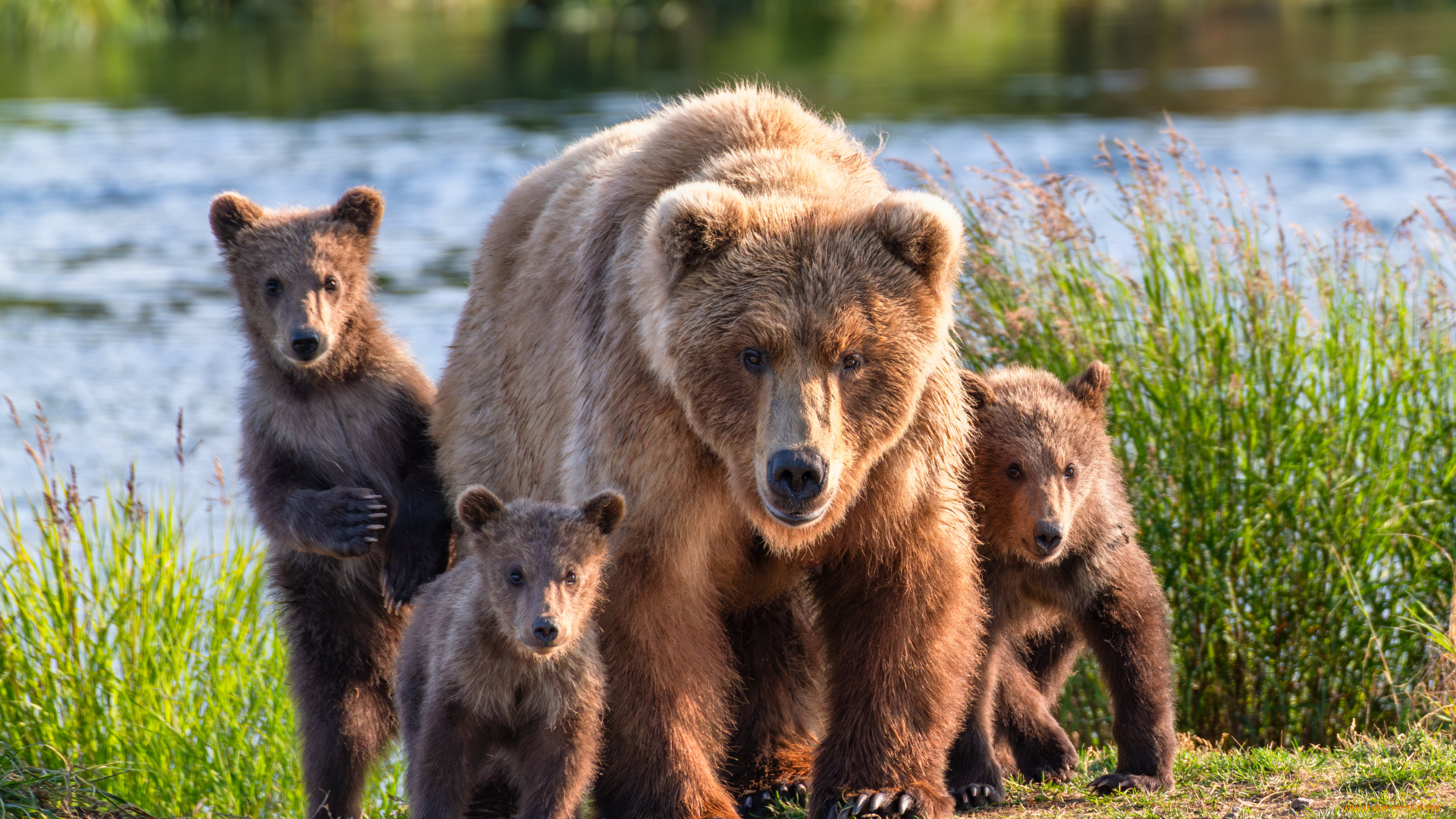 животные, медведи
