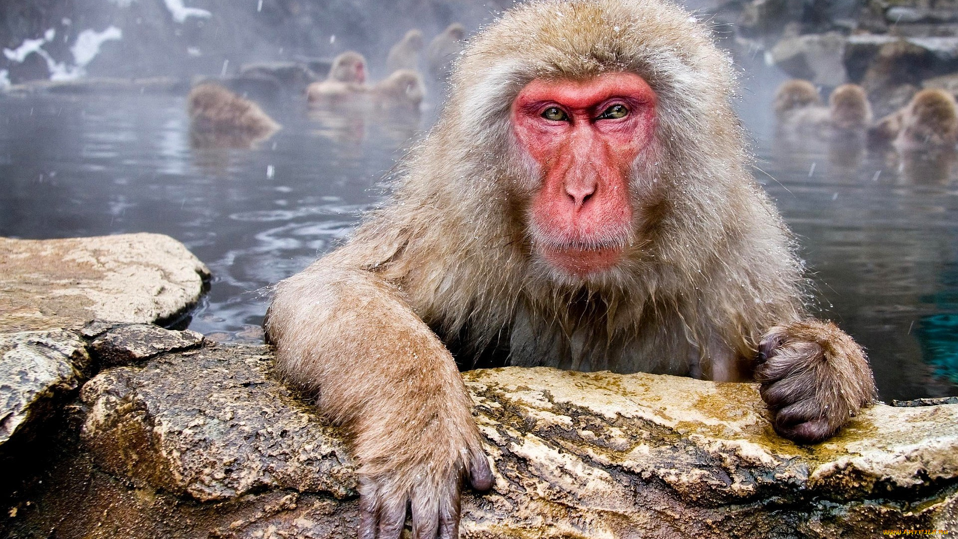 животные, обезьяны, камни, озеро