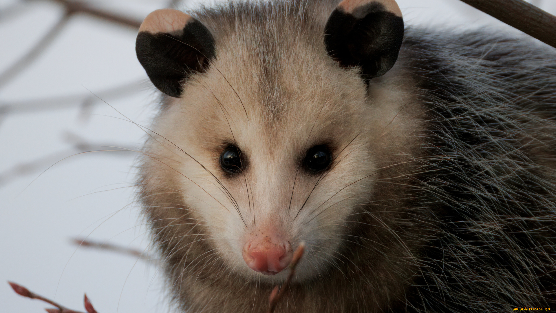 животные, опоссумы, опоссум
