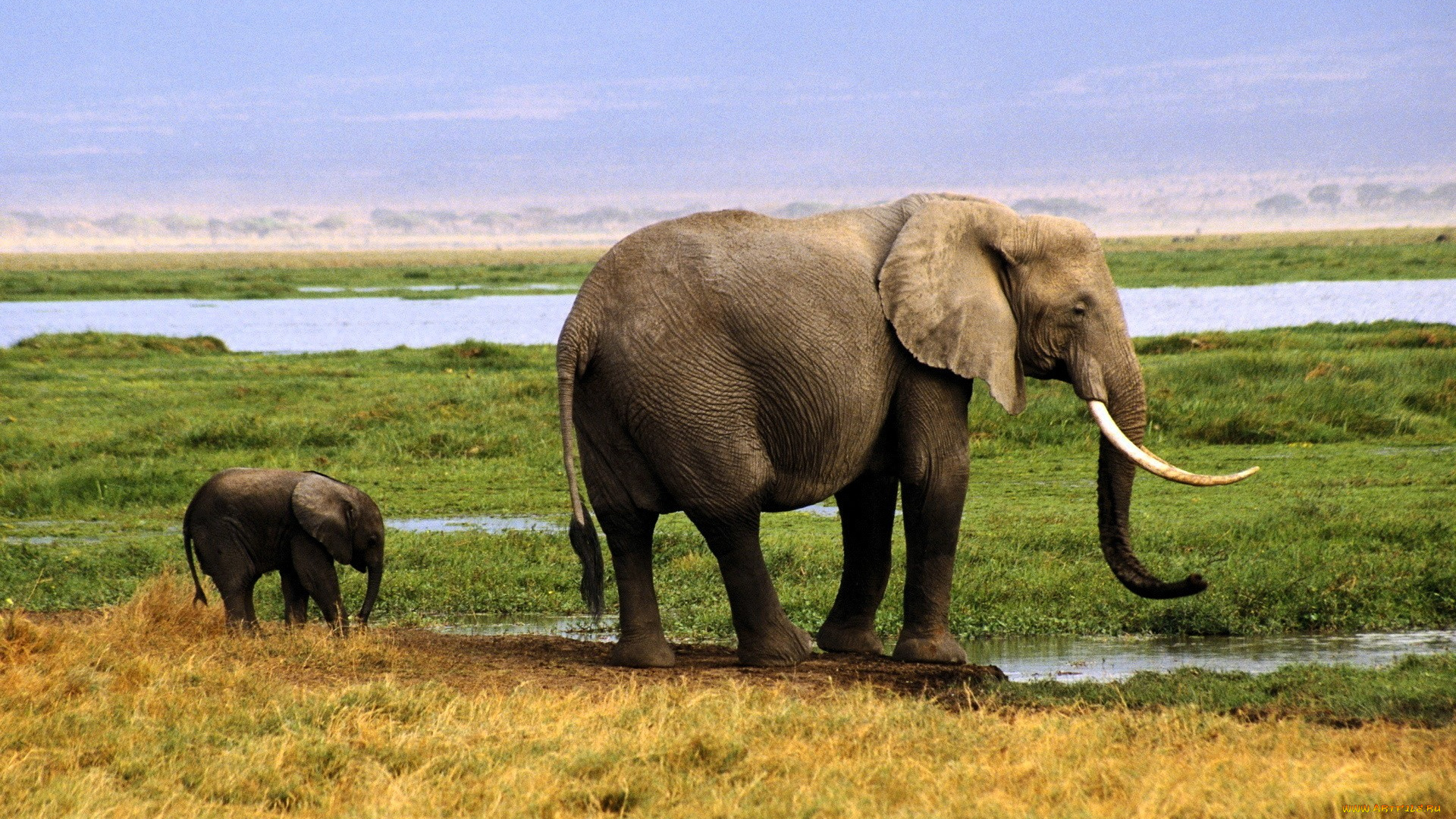 животные, слоны, слониха, слоненок, озеро, лужа, трава, саванна