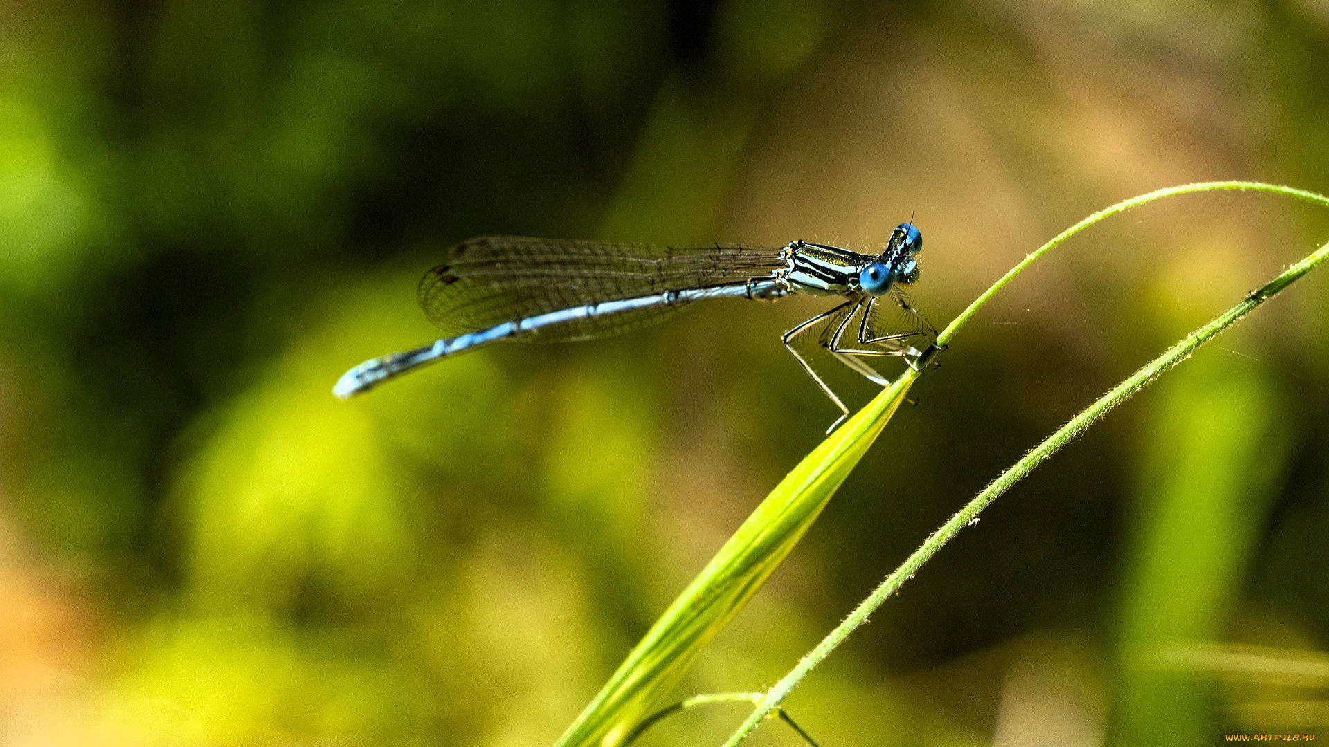 животные, стрекозы, стрекоза, травинки