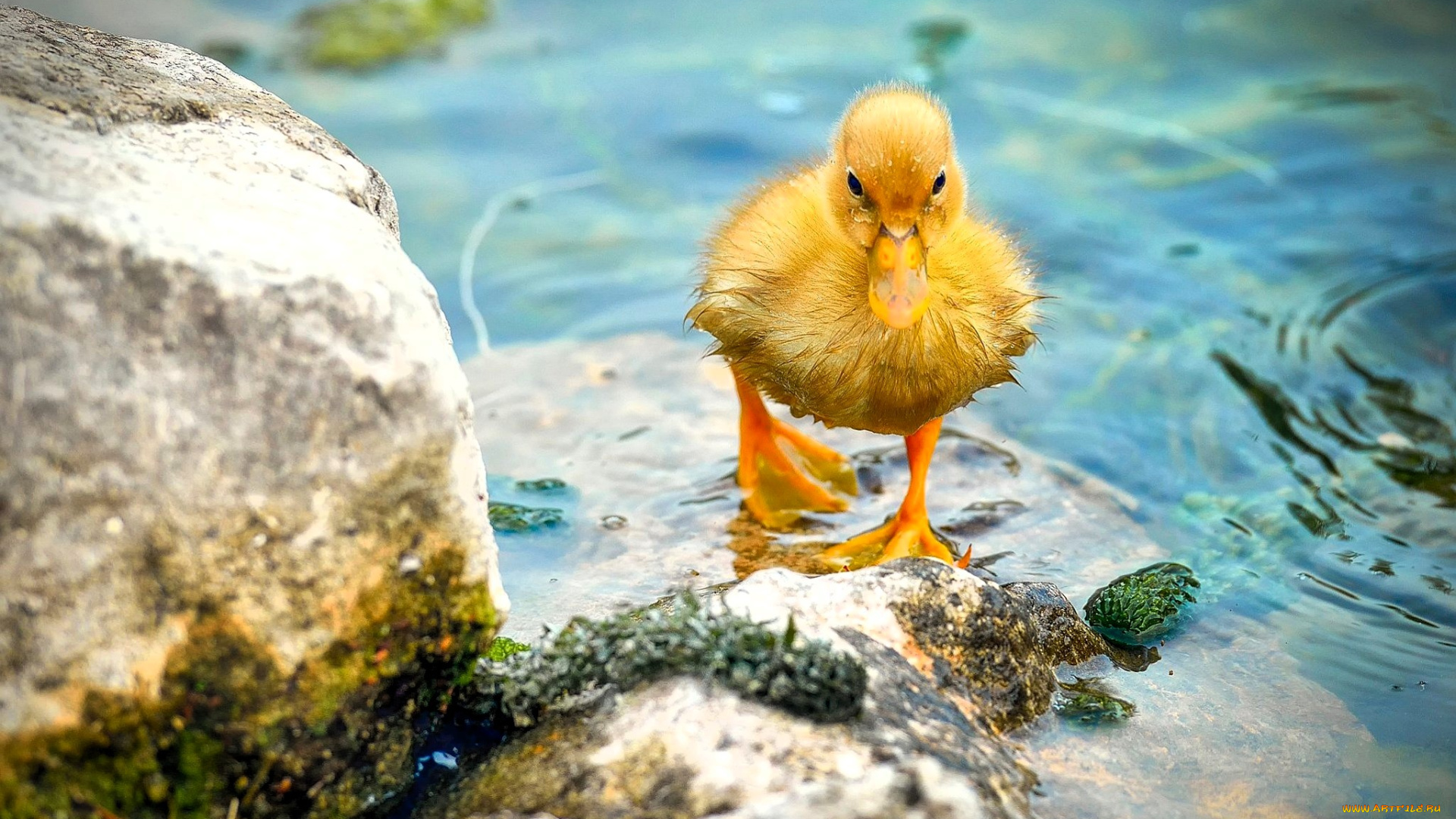 животные, утки, утенок, озеро, камни