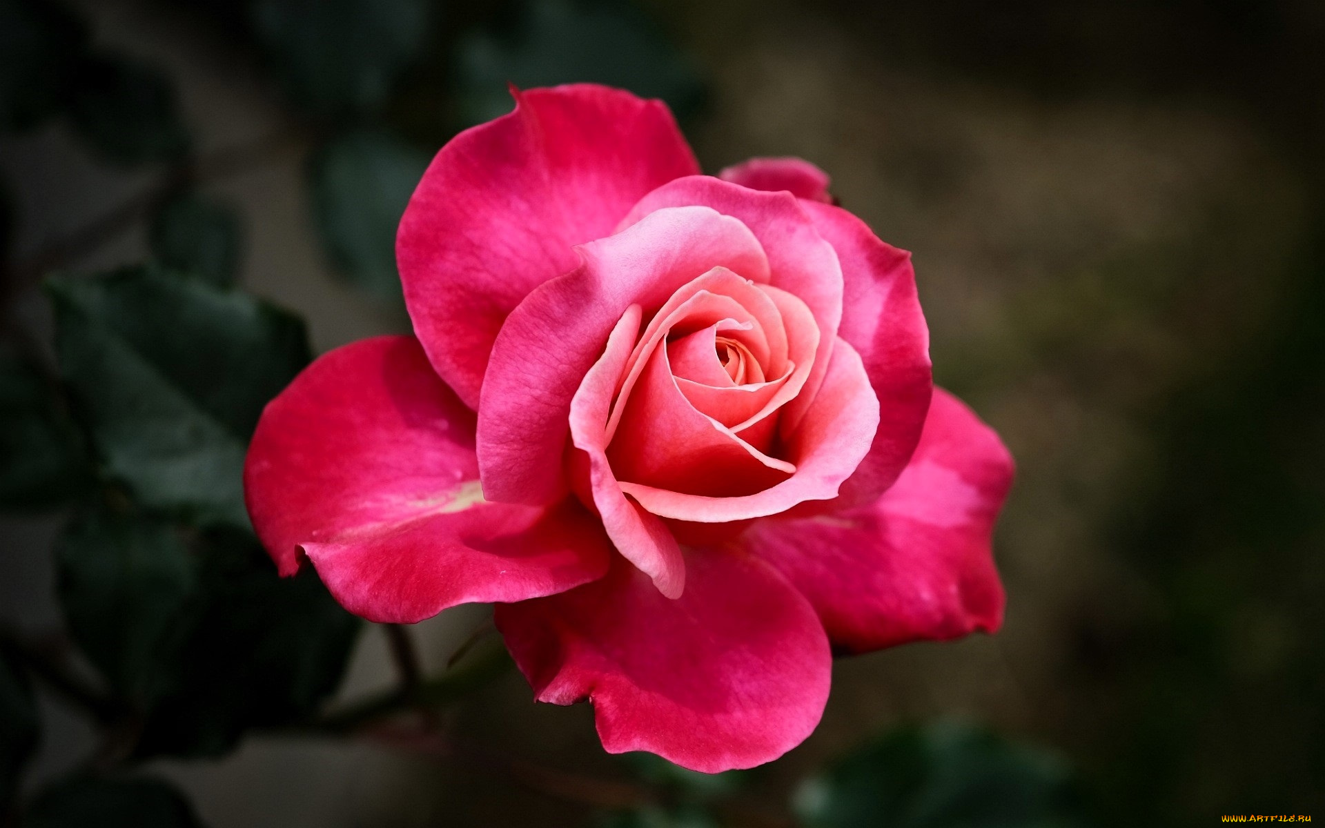 цветы, розы, роза, розовая