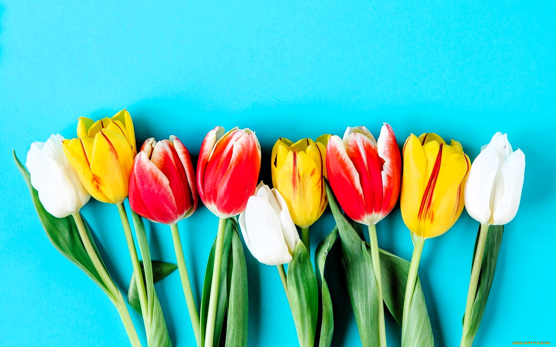 цветы, тюльпаны, голубой, фон