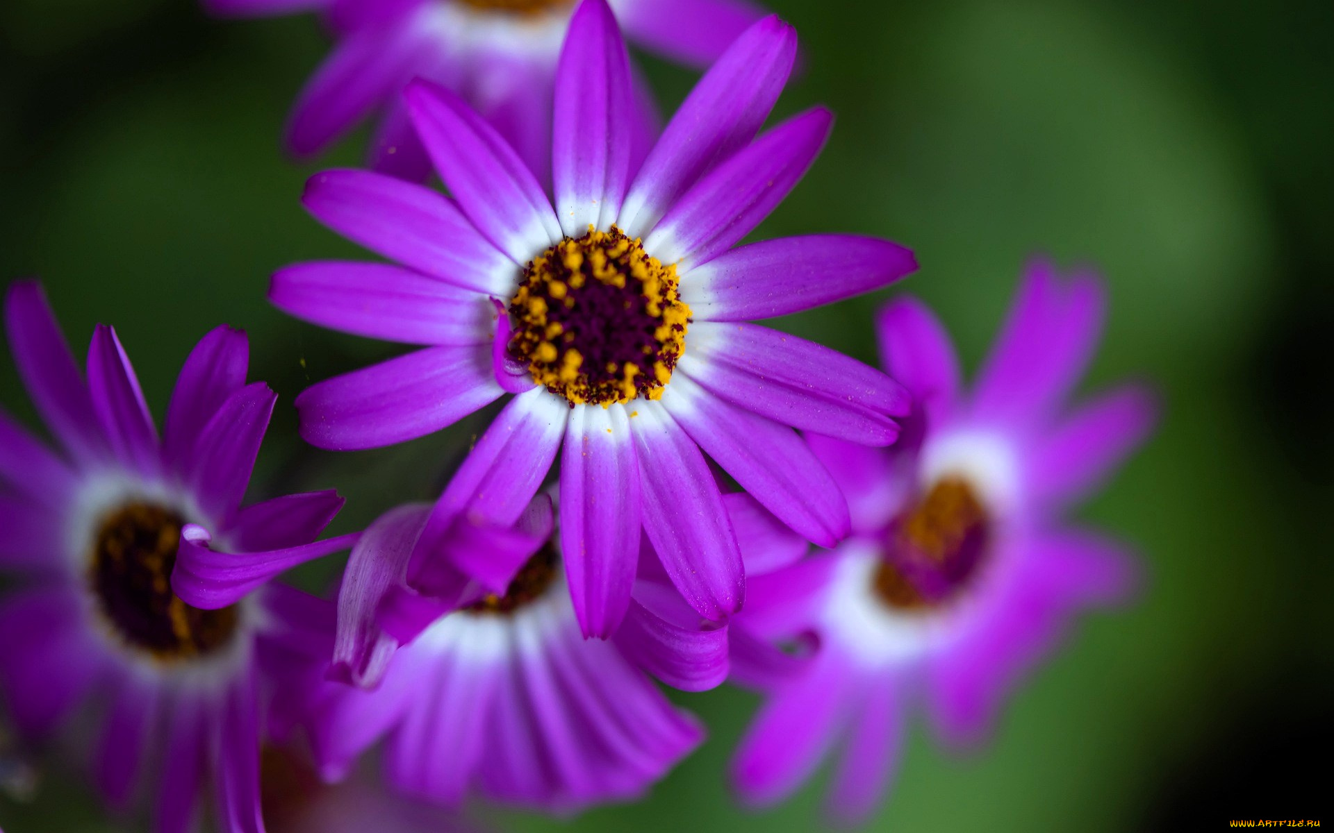 остеоспермум, цветы, остеоспермумы, фиолетовые