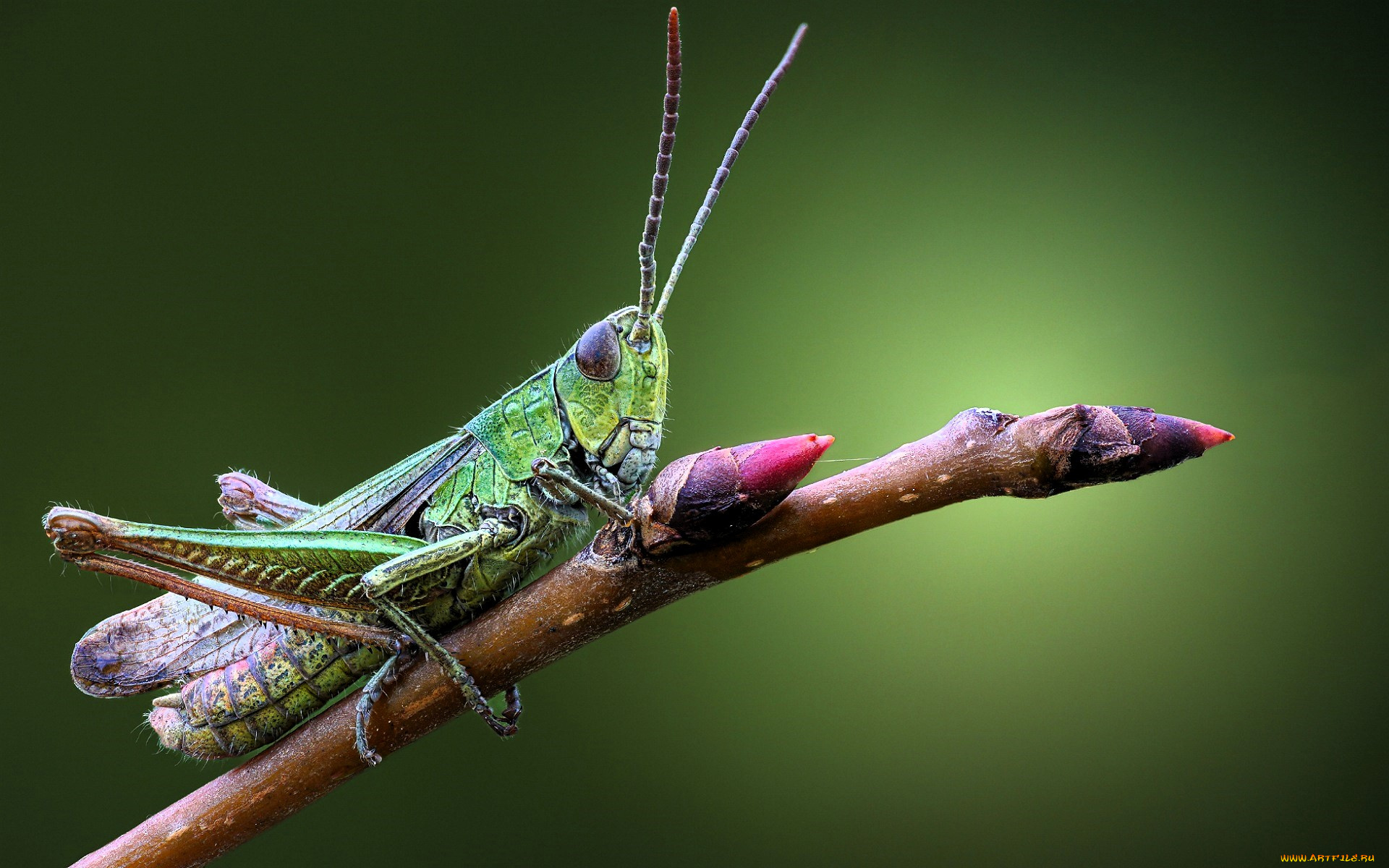 животные, кузнечики, , саранча, кузнечик, ветка, почки